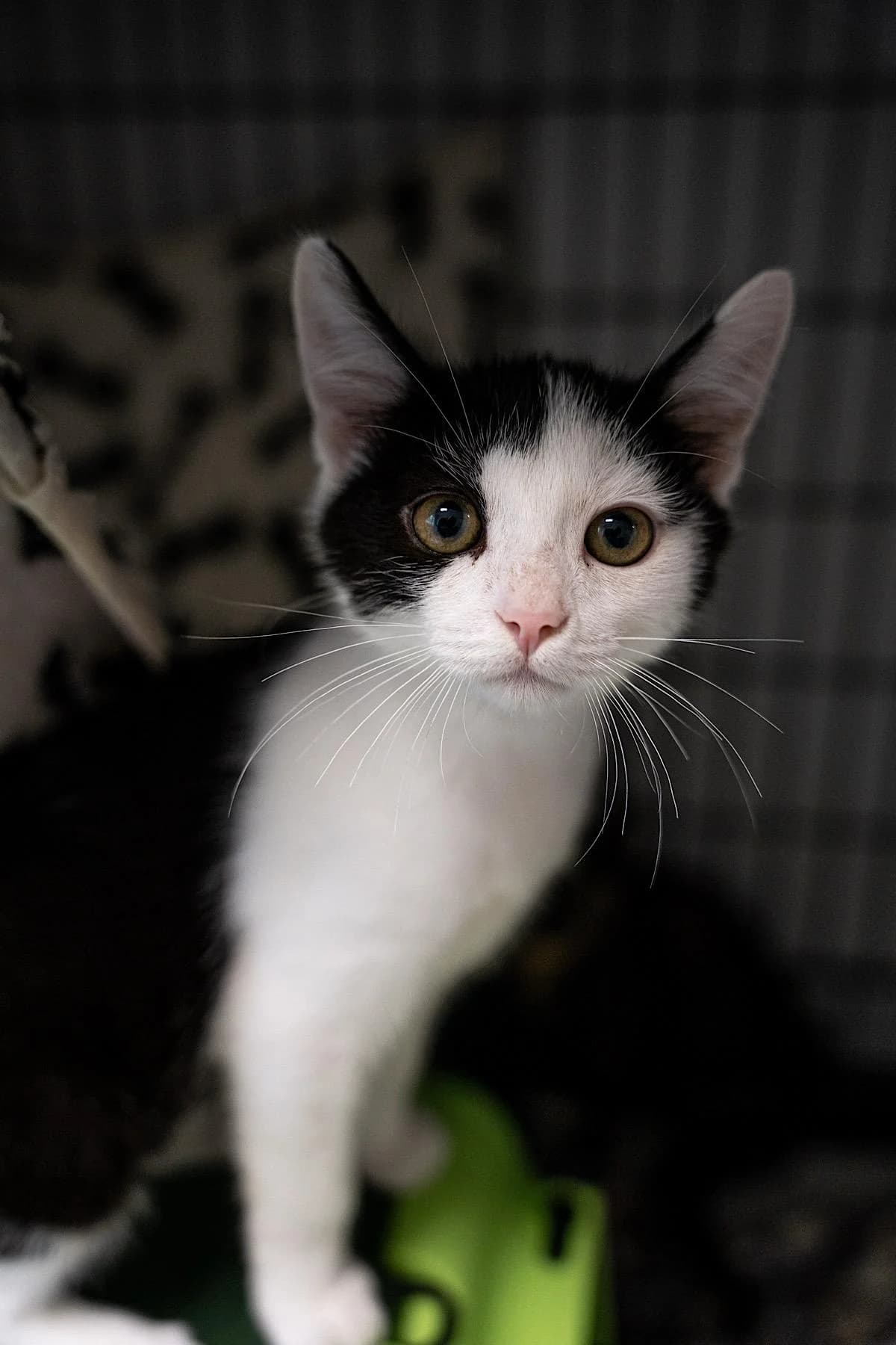 Kasper, S/w male puppy European Shorthair for adoption at Tierheim Bochum, Bochum