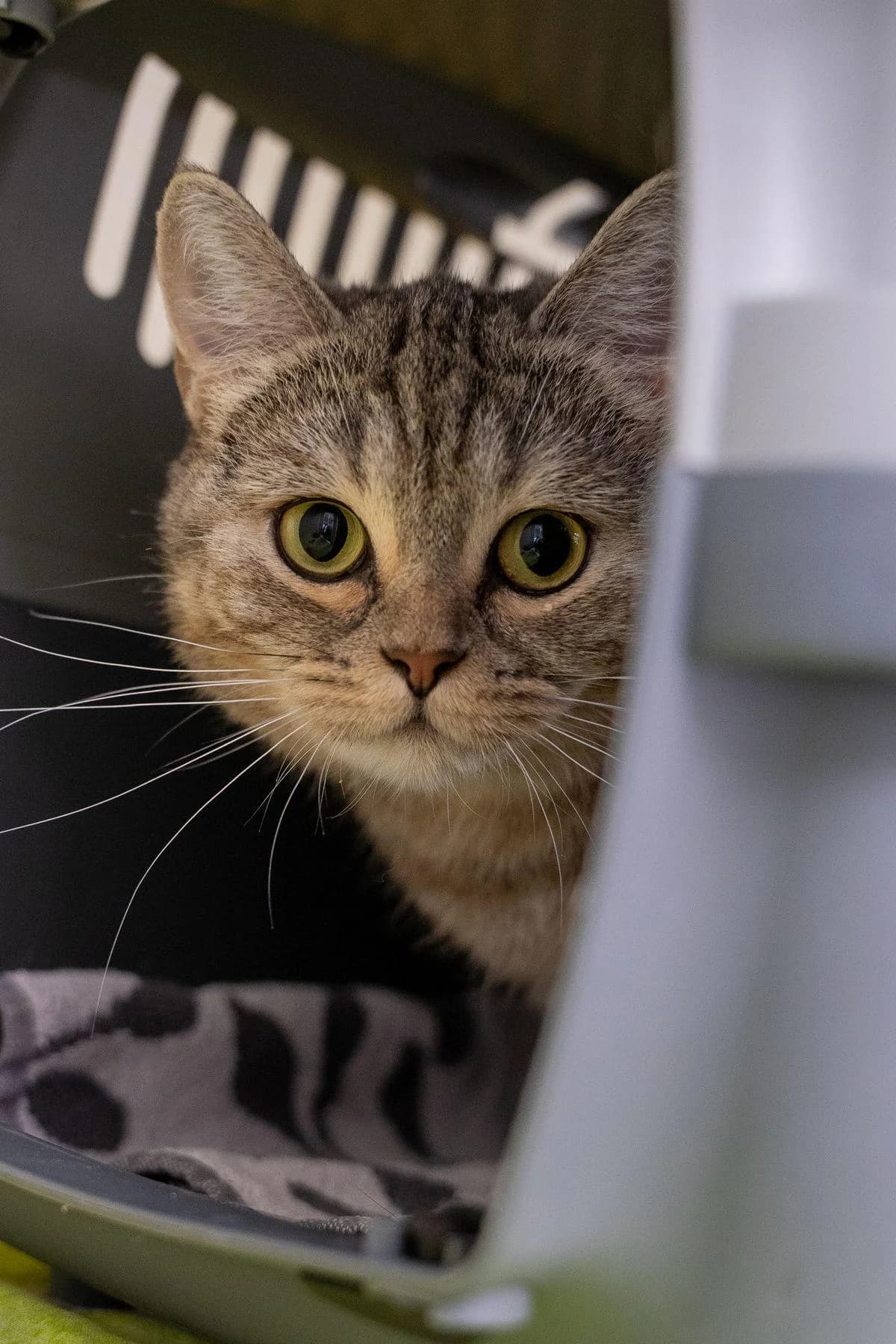 Balim, Getigert female young British Shorthair for adoption at Tierheim Bochum, Bochum