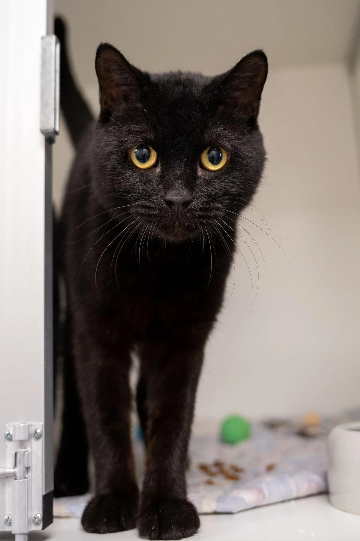 Bub, Schwarz male 4yo British Shorthair for adoption at Tierheim Bochum, Bochum