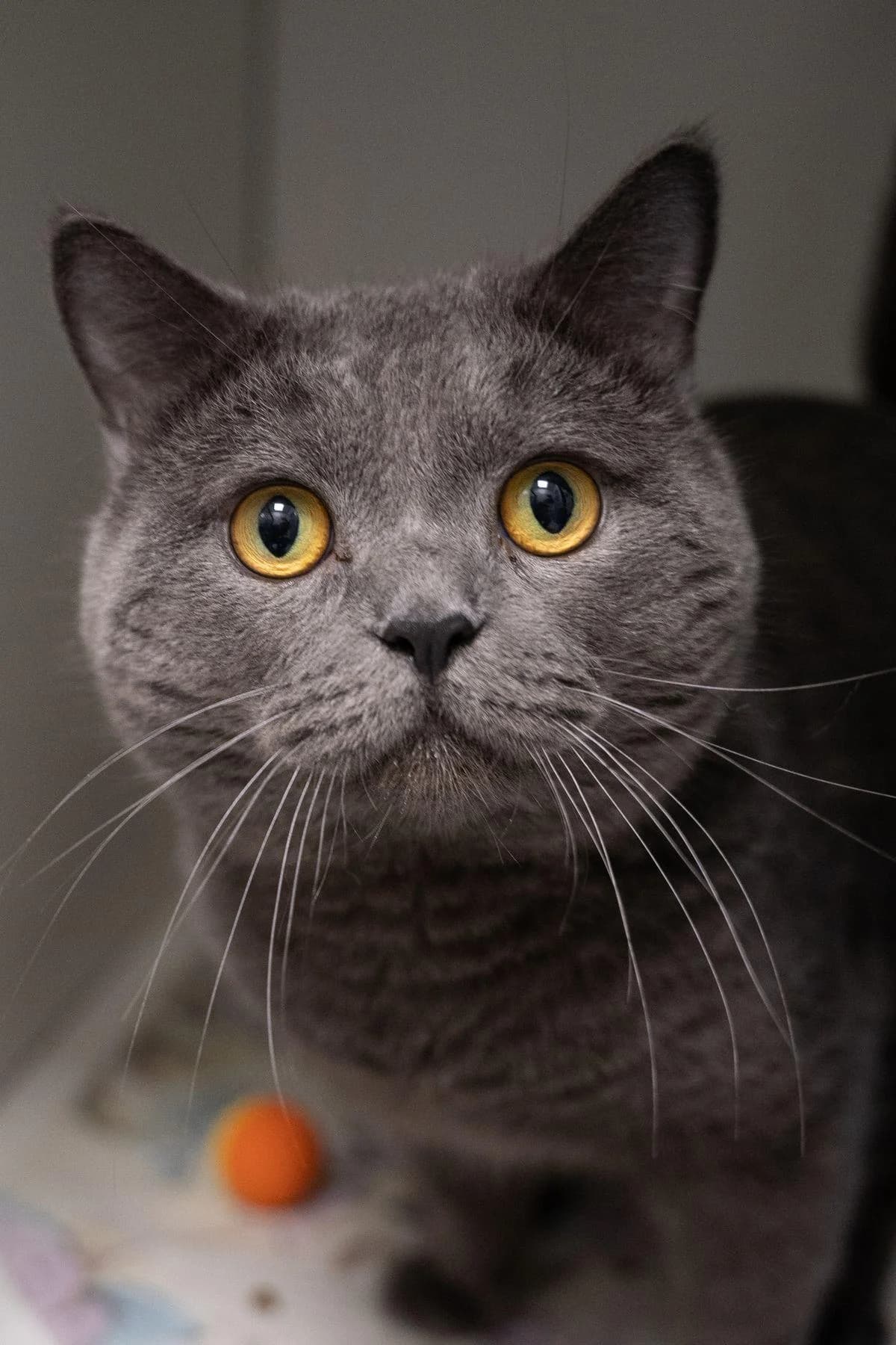 Graf, Blau male 4yo British Shorthair for adoption at Tierheim Bochum, Bochum