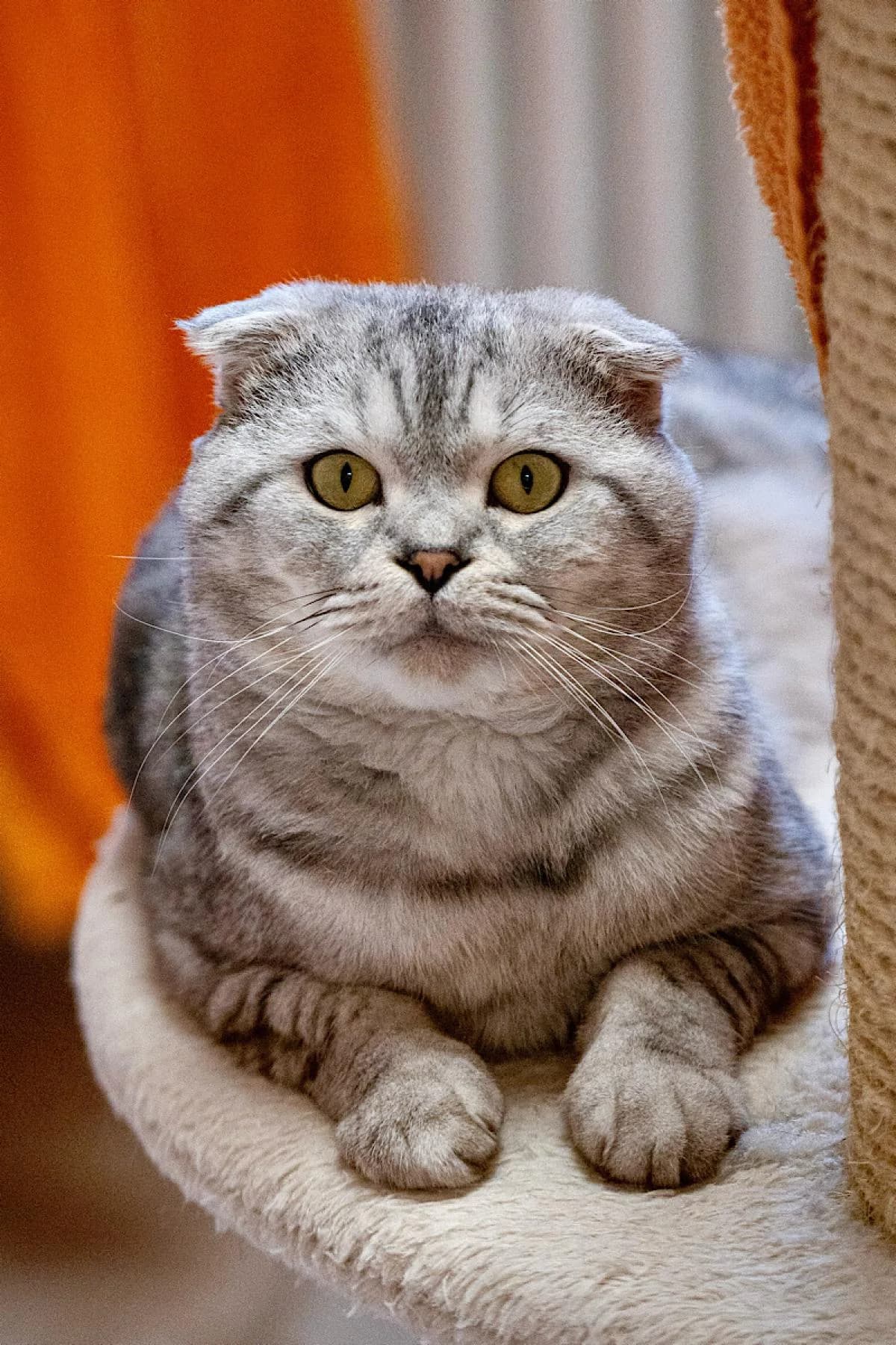 Brutus, silbergetigert Scottish Fold for adoption at Tierheim Bochum, Bochum