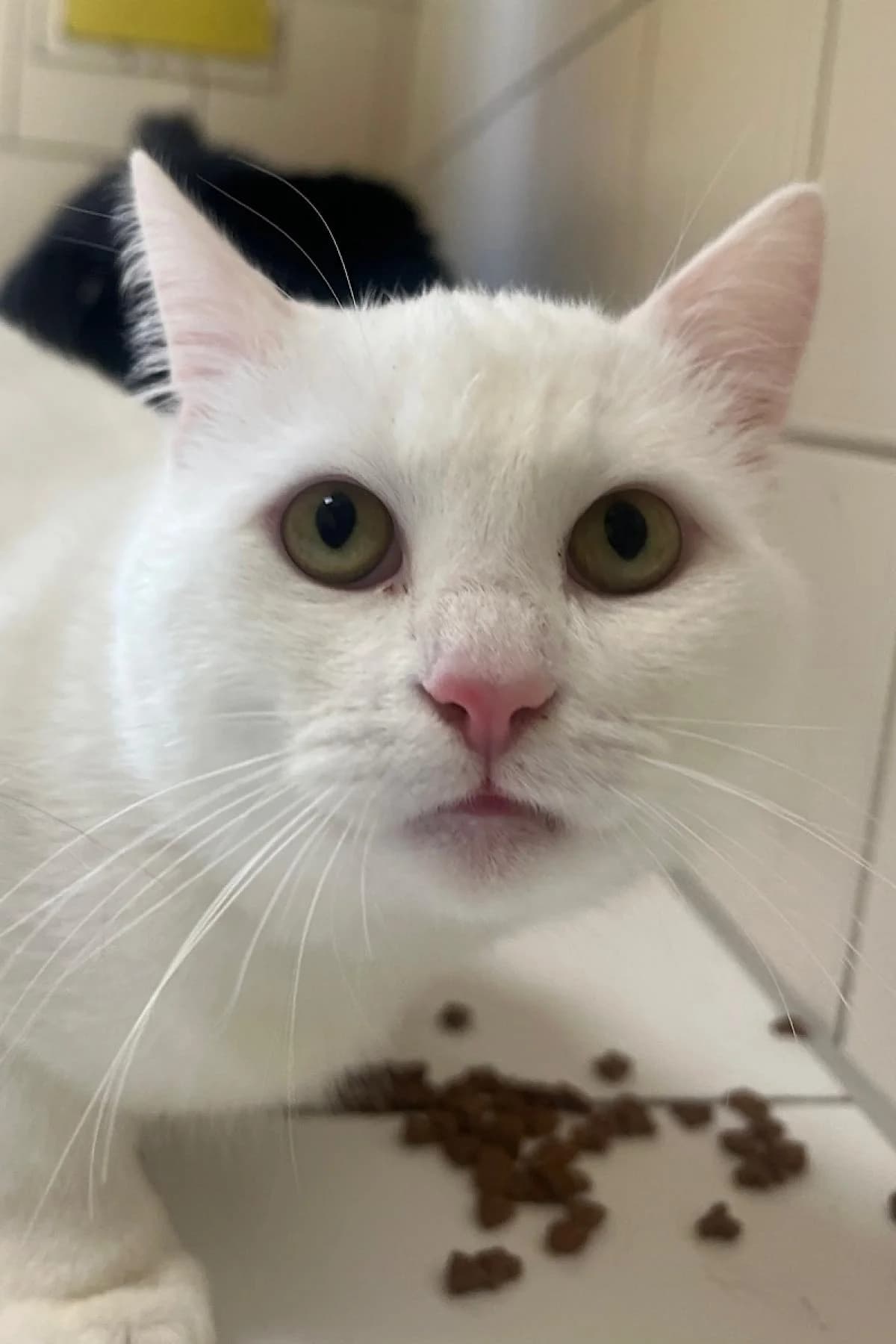 Luka, Weiß European Shorthair for adoption at Tierheim Bochum, Bochum