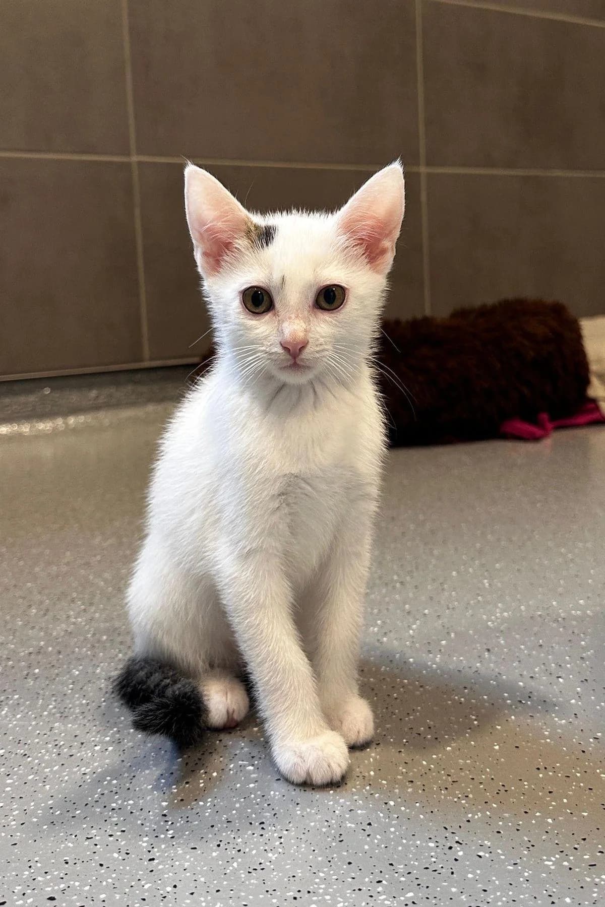 Felicia, Weiß-getigert female puppy European Shorthair for adoption at Tierheim Bochum, Bochum