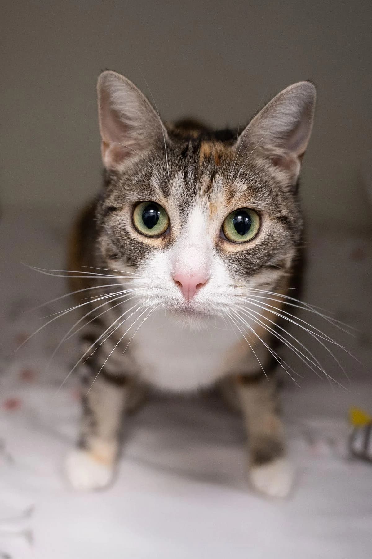 Amelia, Tricolor-getigert female 3yo European Shorthair for adoption at Tierheim Bochum, Bochum