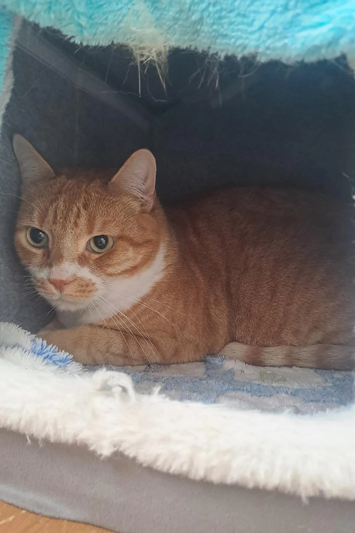 Carlo, Rot male 7yo European Shorthair for adoption at Tierheim Bochum, Bochum