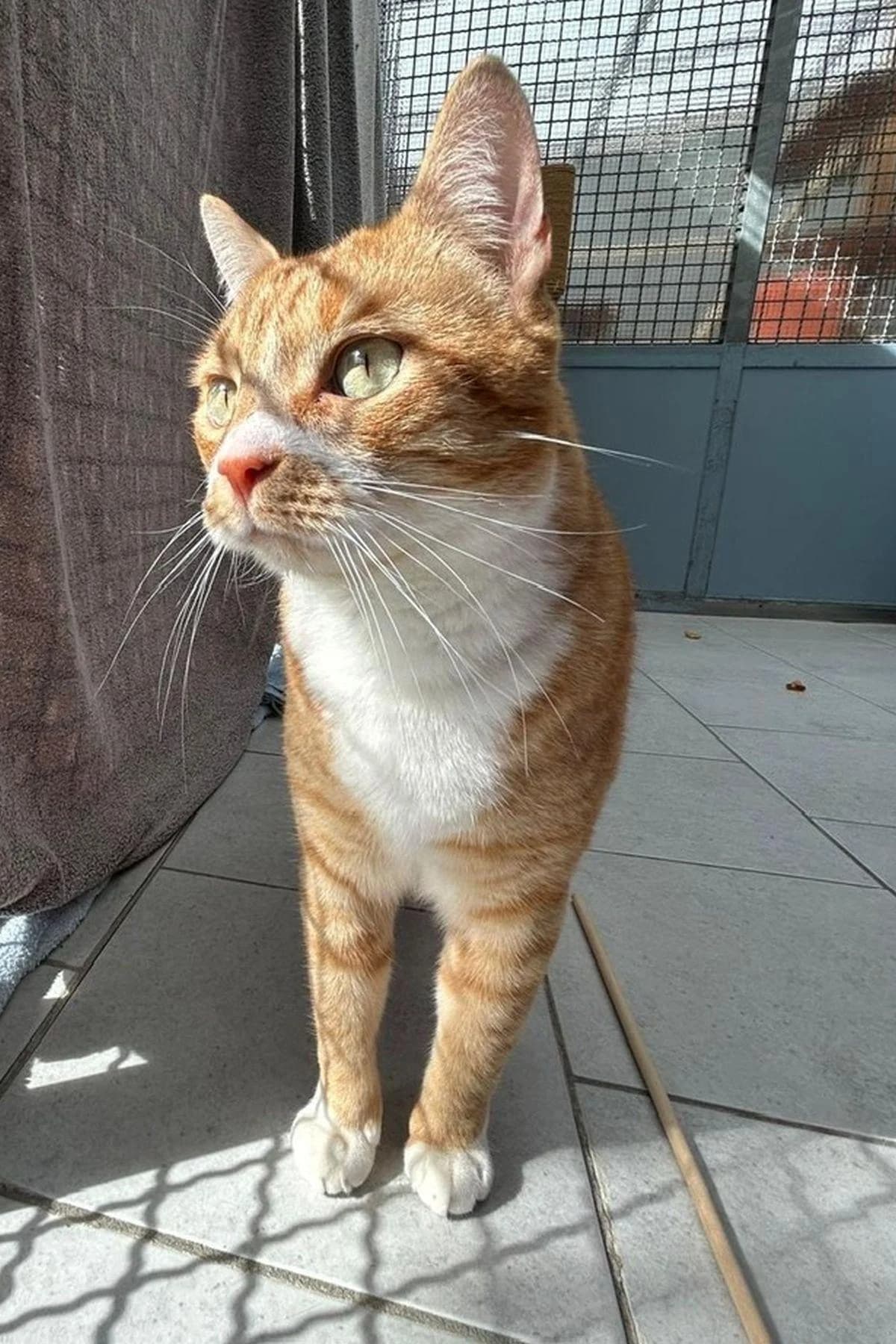 Carlo, Rot male 7yo European Shorthair for adoption at Tierheim Bochum, Bochum