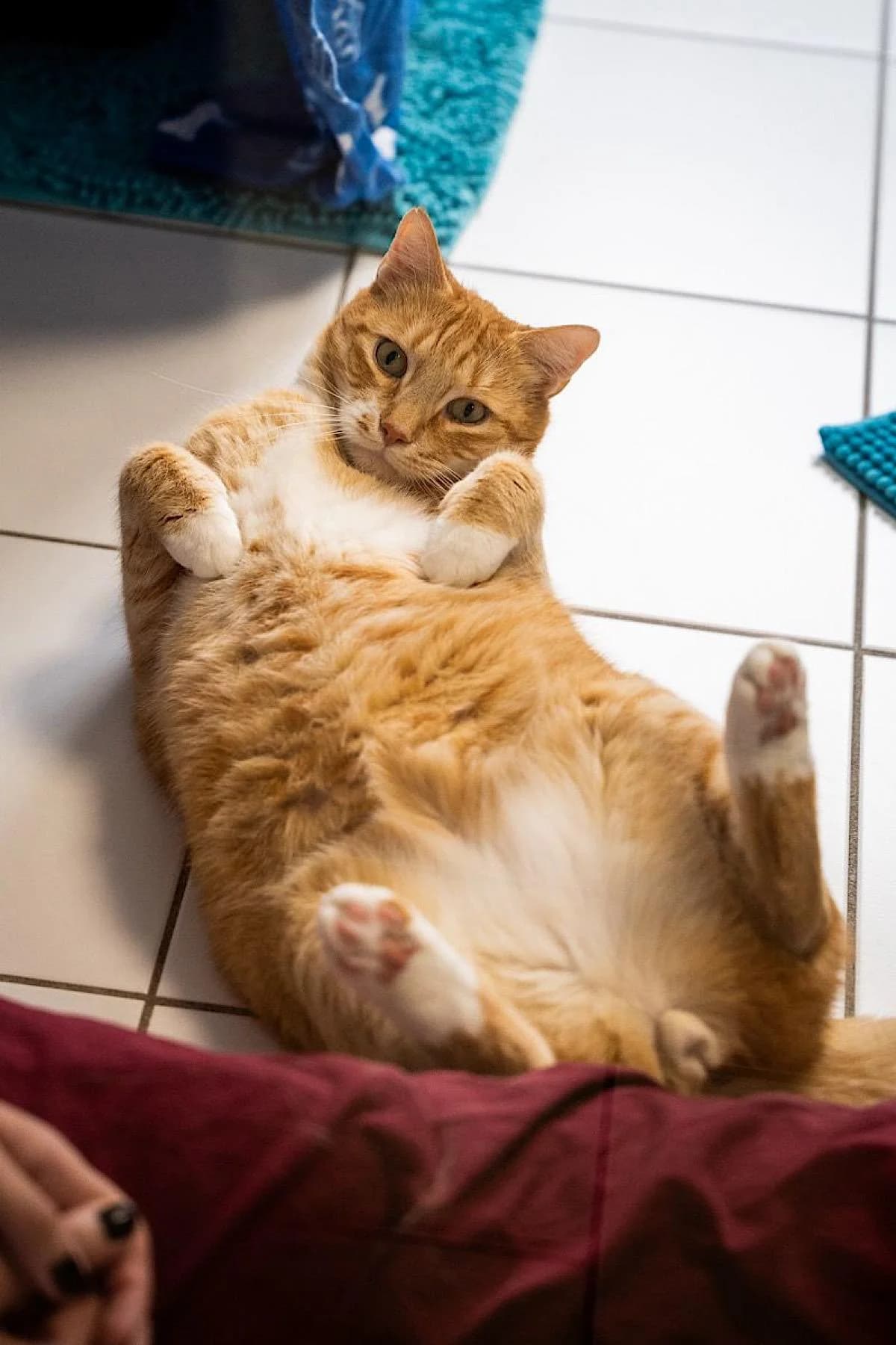 Hugo, Rot male 7yo European Shorthair for adoption at Tierheim Bochum, Bochum