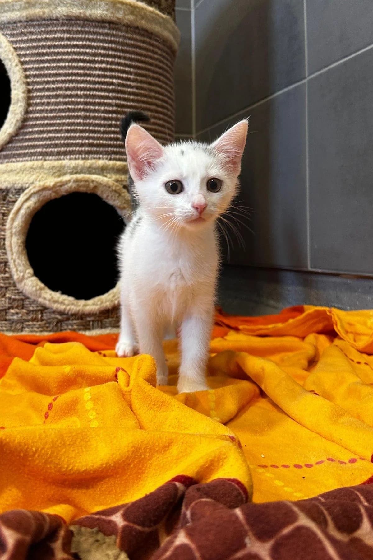 Friederike, Weiß-getigert female puppy European Shorthair for adoption at Tierheim Bochum, Bochum