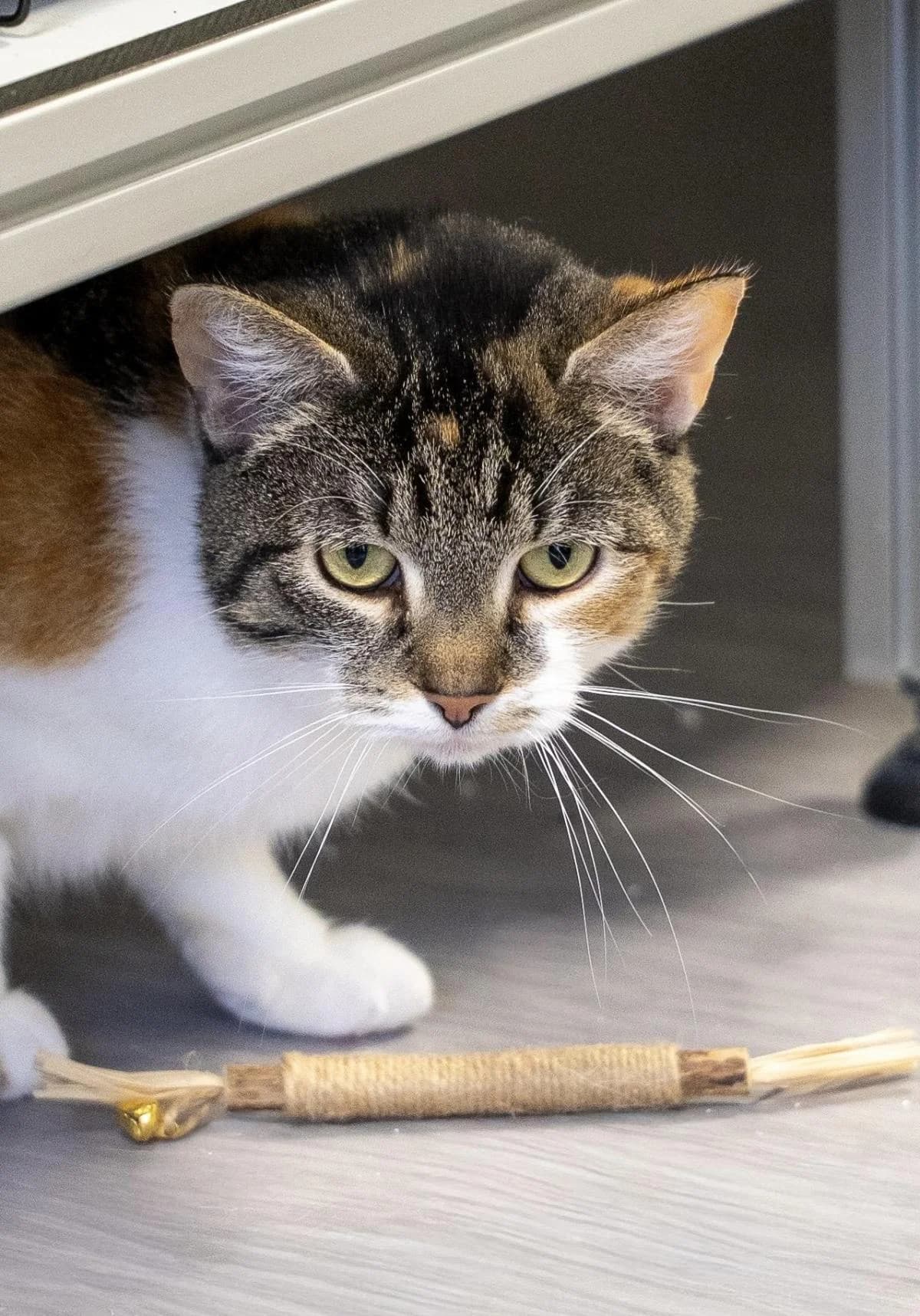 Mimi, Tricolor female young European Shorthair for adoption at Tierheim Bochum, Bochum