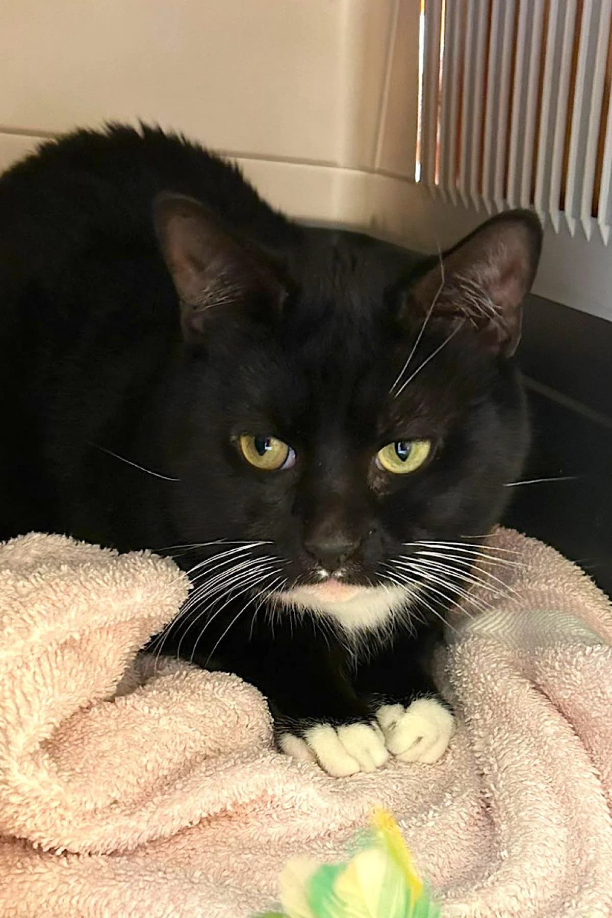 Rumpel, Schwarz mit weiß male European Shorthair for adoption at Tierheim Bochum, Bochum