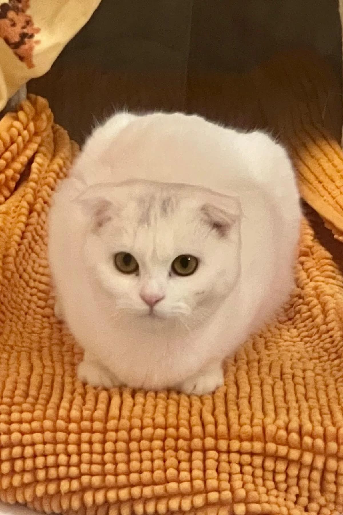 Winnie, Weiß Scottish Fold for adoption at Tierheim Bochum, Bochum