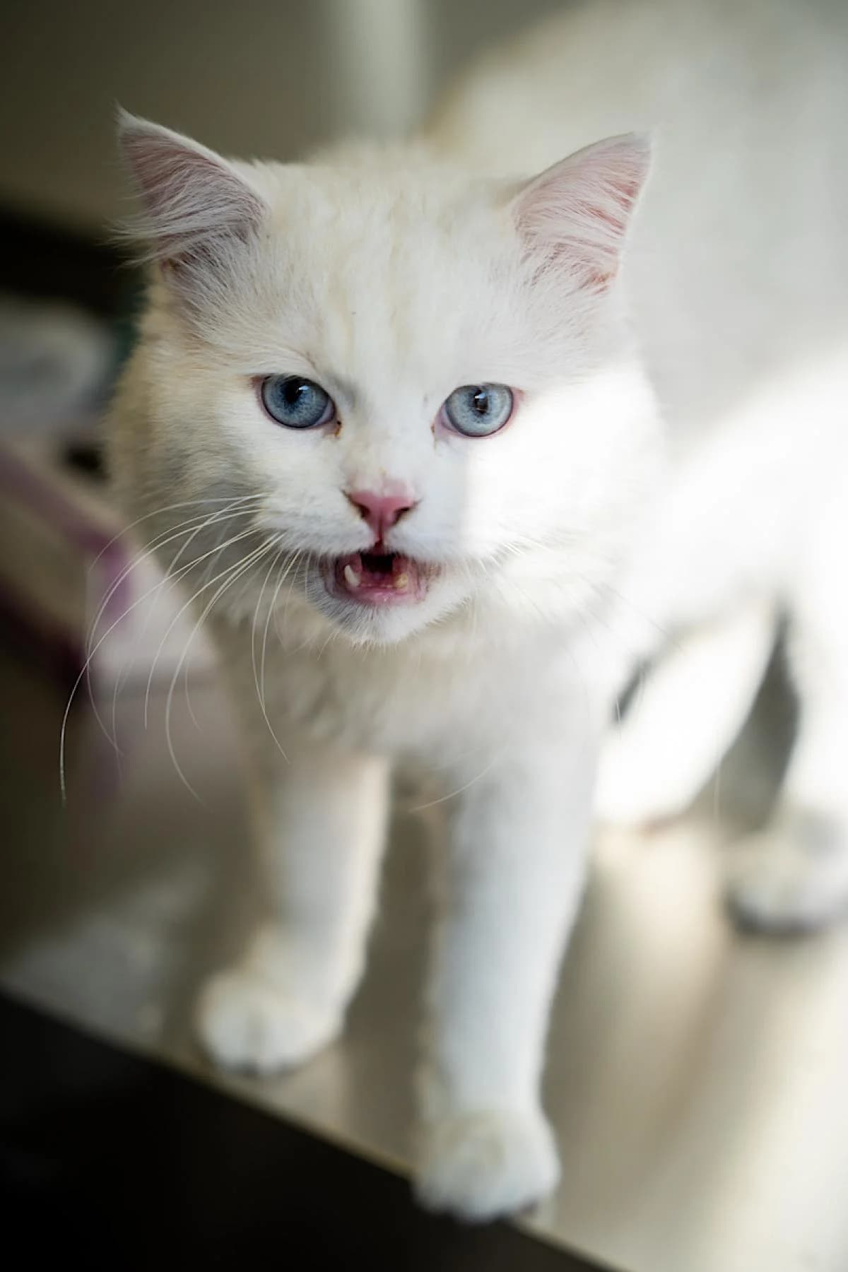 Schmuddel, Weiß male mixed breed for adoption at Tierheim Bochum, Bochum