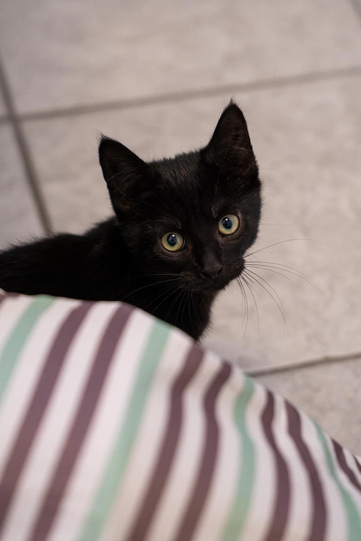 Lilith, schwarz female puppy European Shorthair for adoption at Tierheim Bochum, Bochum