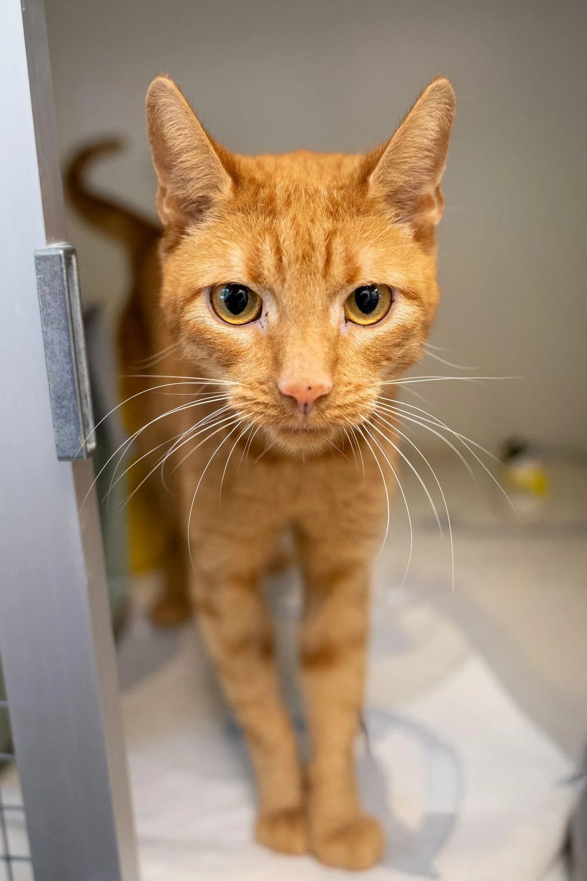 Arno, Rot male 4yo European Shorthair for adoption at Tierheim Bochum, Bochum