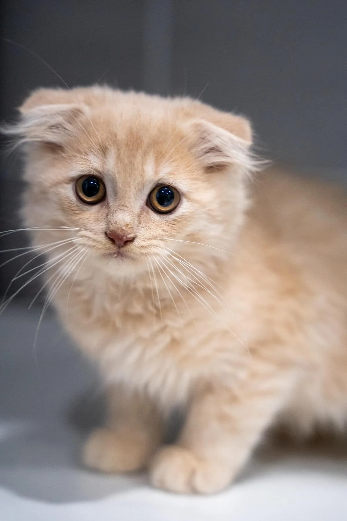 Lauritz, Creme male puppy Scottish Fold for adoption at Tierheim Bochum, Bochum