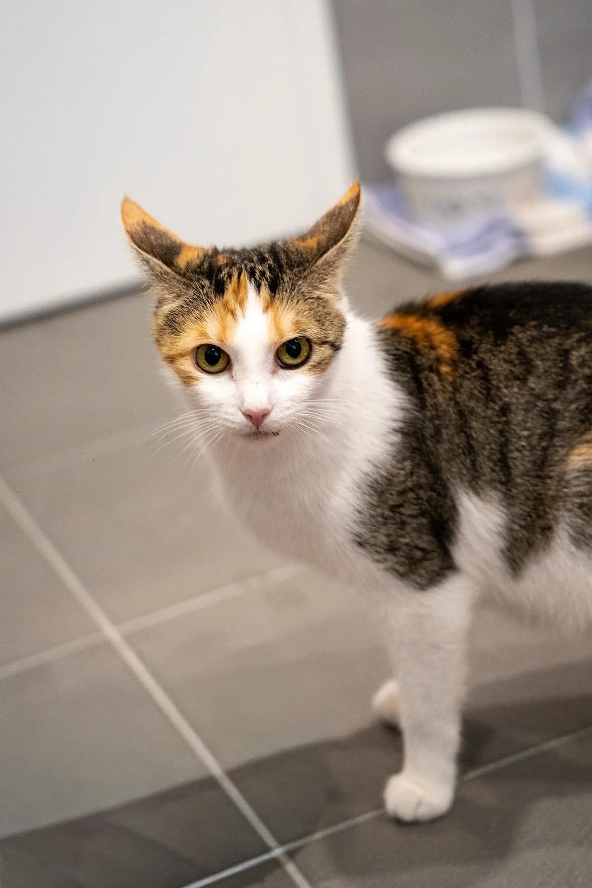 Sammy, Tricolor female young European Shorthair for adoption at Tierheim Bochum, Bochum