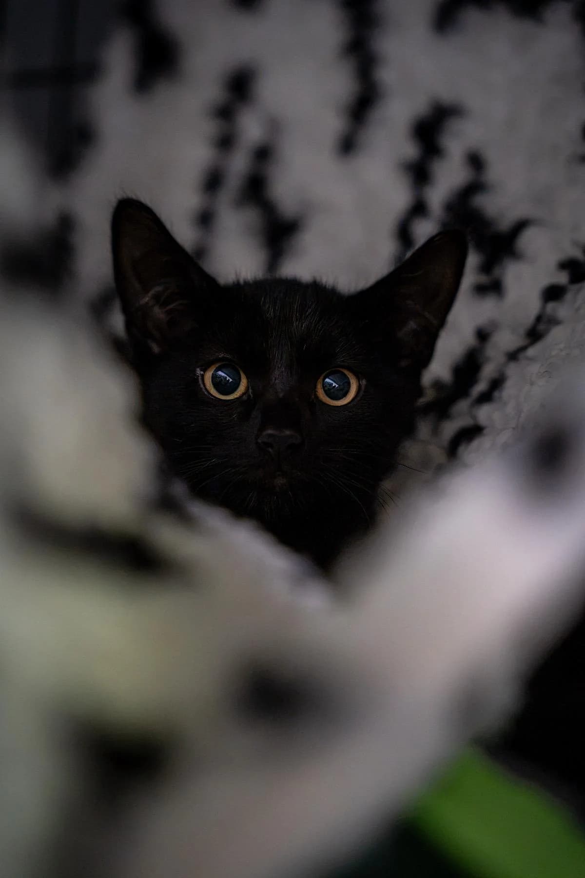 Joker, Schwarz male puppy European Shorthair for adoption at Tierheim Bochum, Bochum