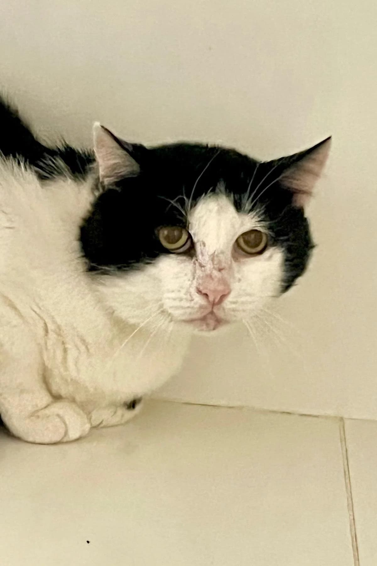Schnürschuh, S/W male 5yo European Shorthair for adoption at Tierheim Bochum, Bochum