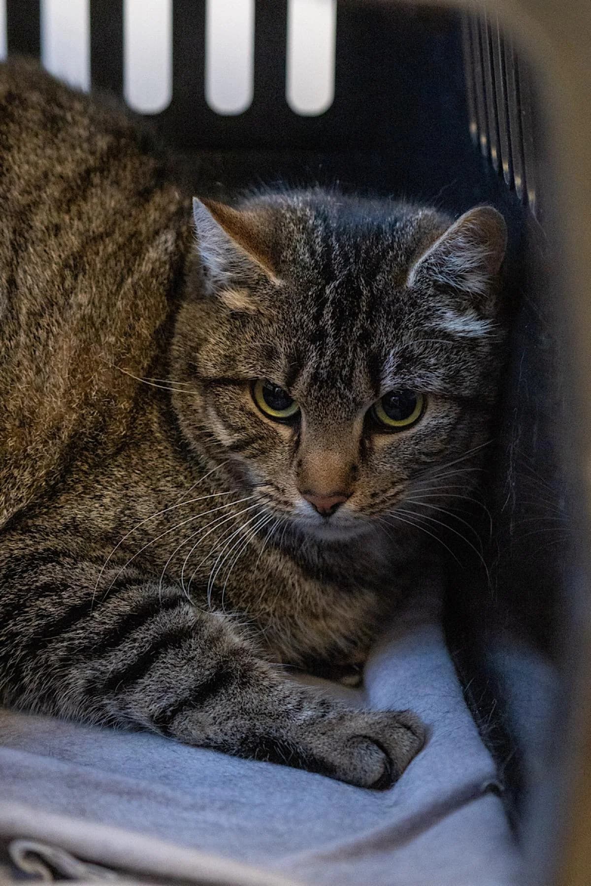 Marianne, Brauntiger female European Shorthair for adoption at Tierheim Bochum, Bochum