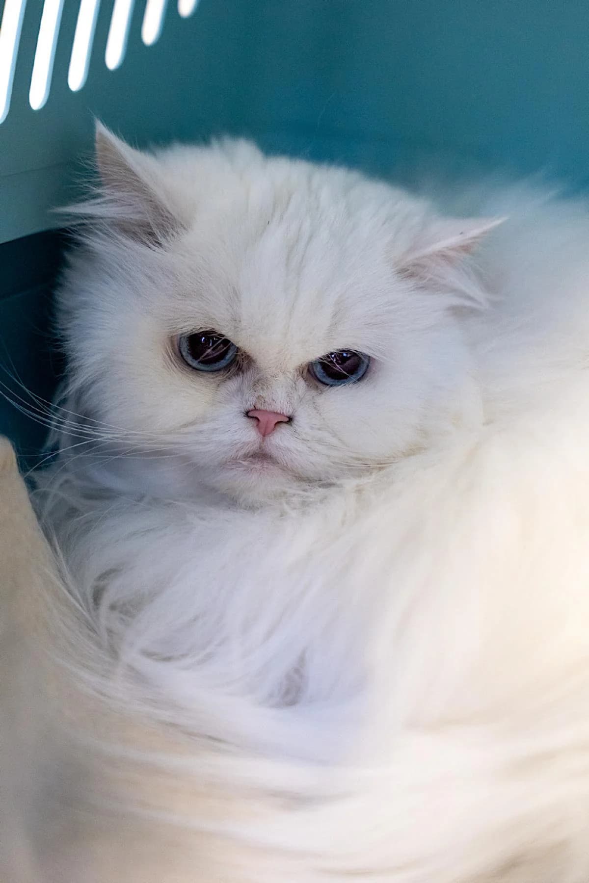 Valerie, weiß female Persian for adoption at Tierheim Bochum, Bochum