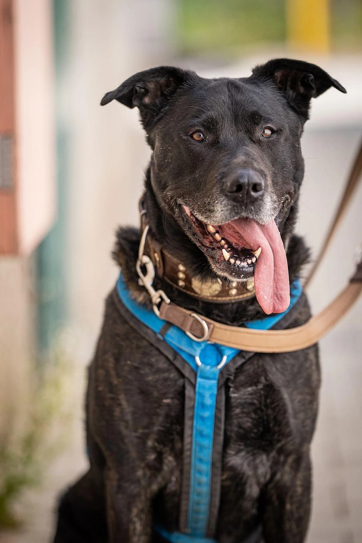 Baron, schwarz gestromt male 7yo Mixed Breed for adoption at Tierheim Bochum, Bochum