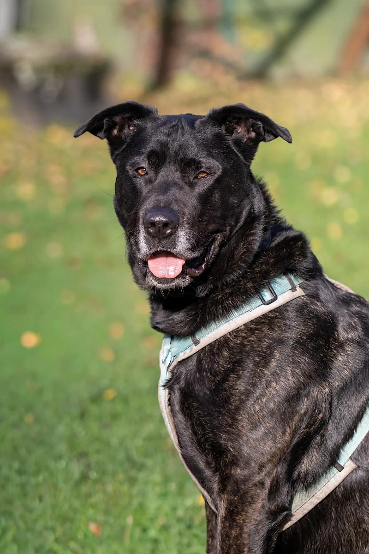 Baron, gestromt male 7yo Cane Corso for adoption at Tierheim Bochum, Bochum
