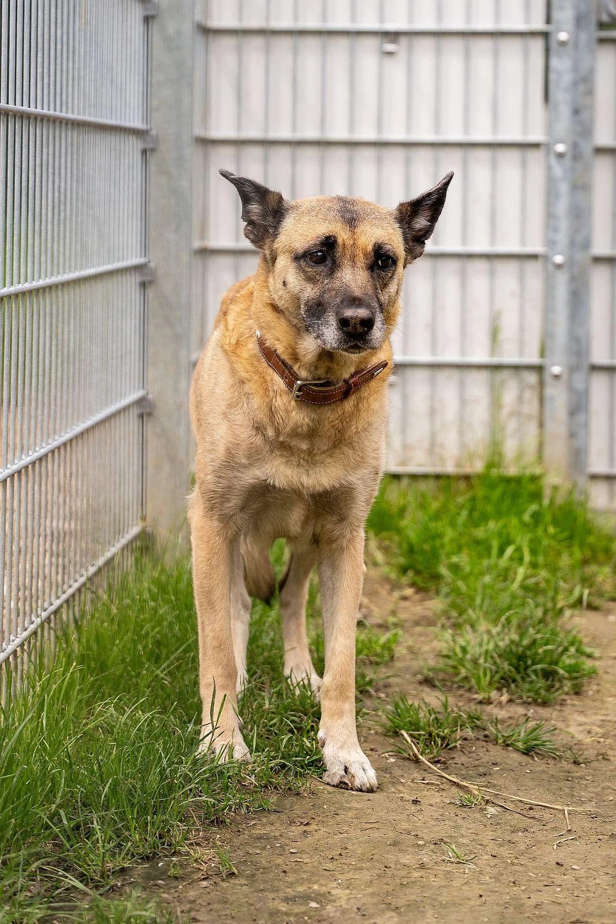 Bella, beige, schwarze Maske female senior Belgian Malinois for adoption at Tierheim Bochum, Bochum