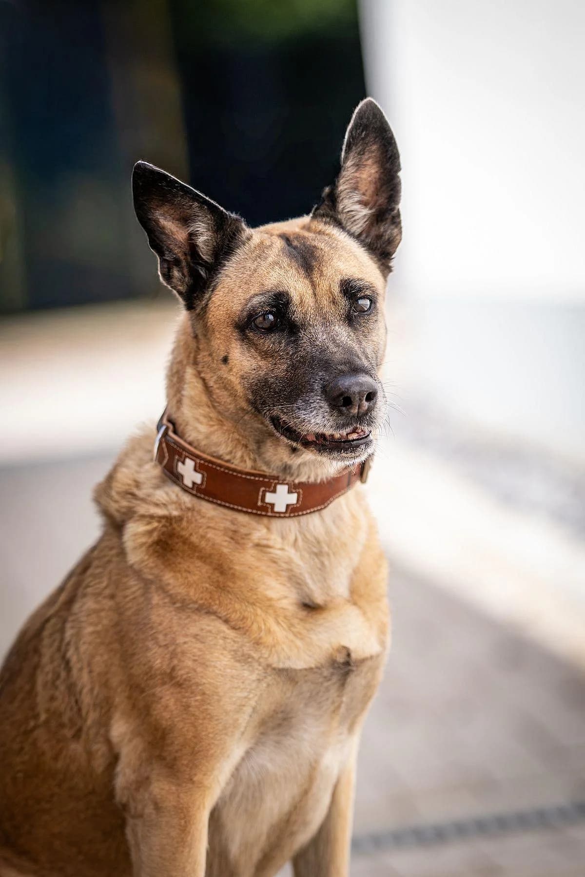 Bella, beige, schwarze Maske female senior Belgian Malinois for adoption at Tierheim Bochum, Bochum