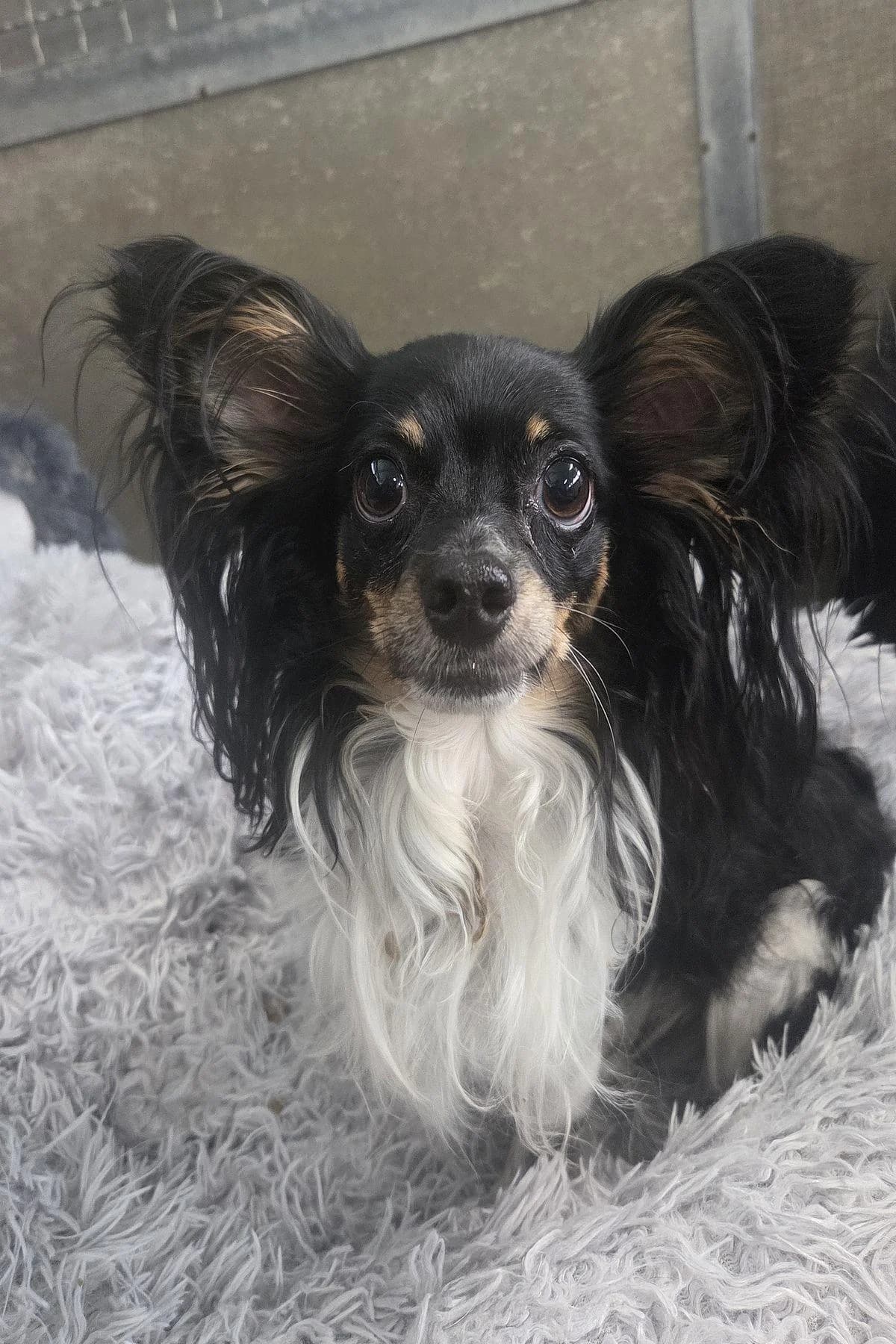 Benny, tricolor male 3yo Papillon for adoption at Tierheim Bochum, Bochum
