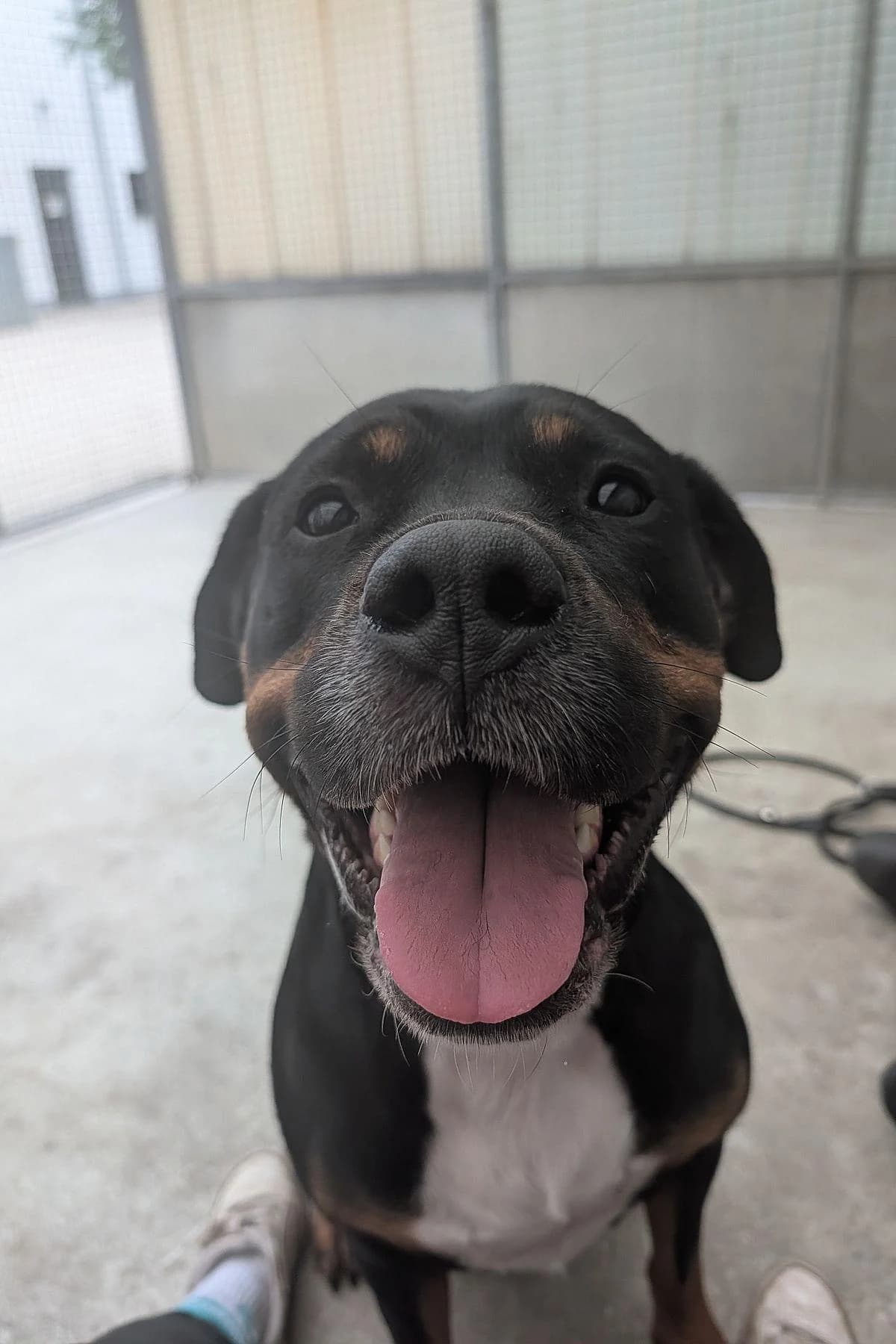 Bonnie, tricolor female 4yo Rottweiler for adoption at Tierheim Bochum, Bochum
