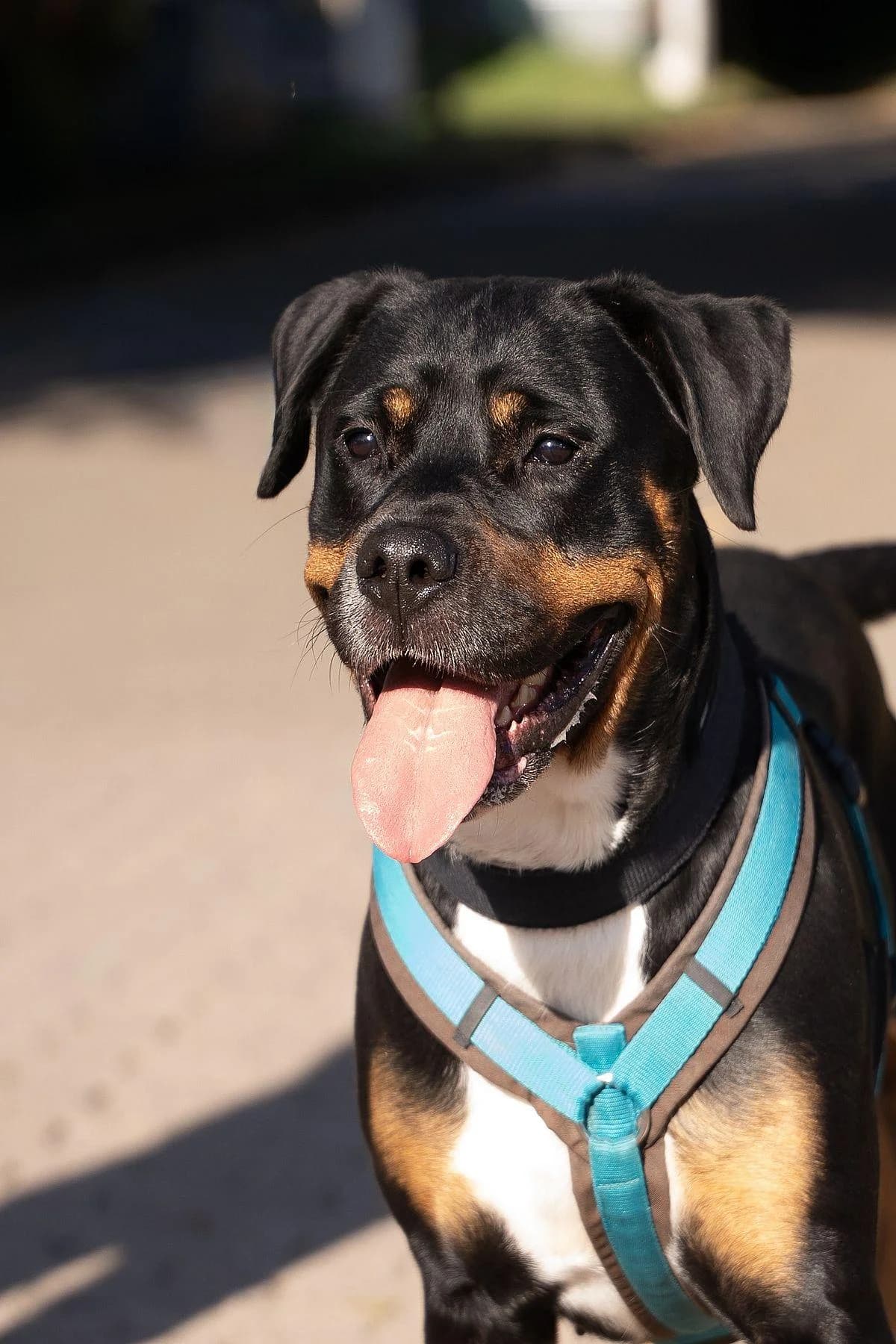 Bonnie, tricolor female 4yo Rottweiler for adoption at Tierheim Bochum, Bochum