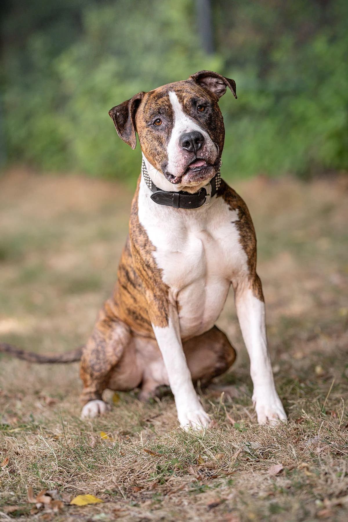 Carlo, gestromt male 5yo American Staffordshire Terrier for adoption at Tierheim Bochum, Bochum