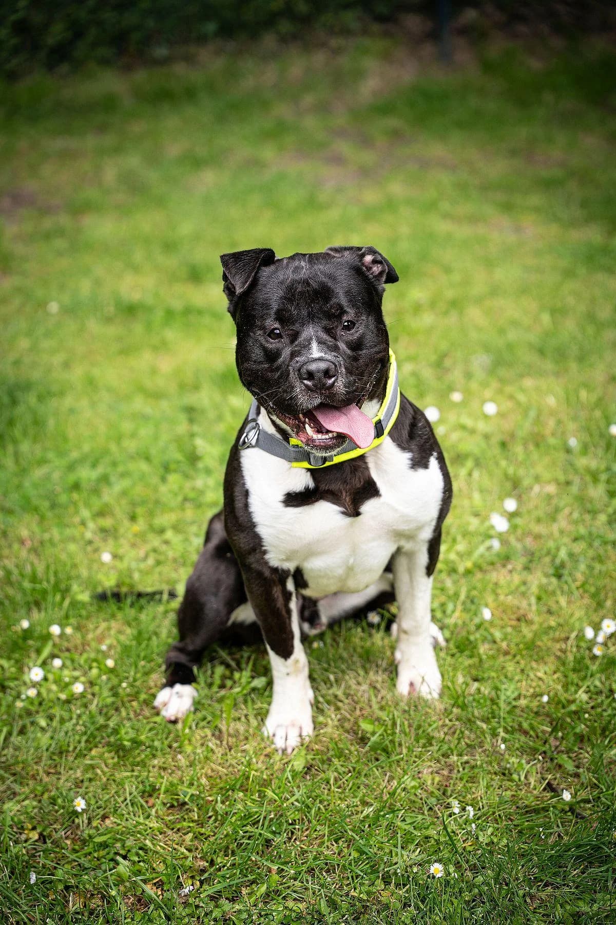 Chico, schwarz-weiß male young Staffordshire Bull Terrier for adoption at Tierheim Bochum, Bochum