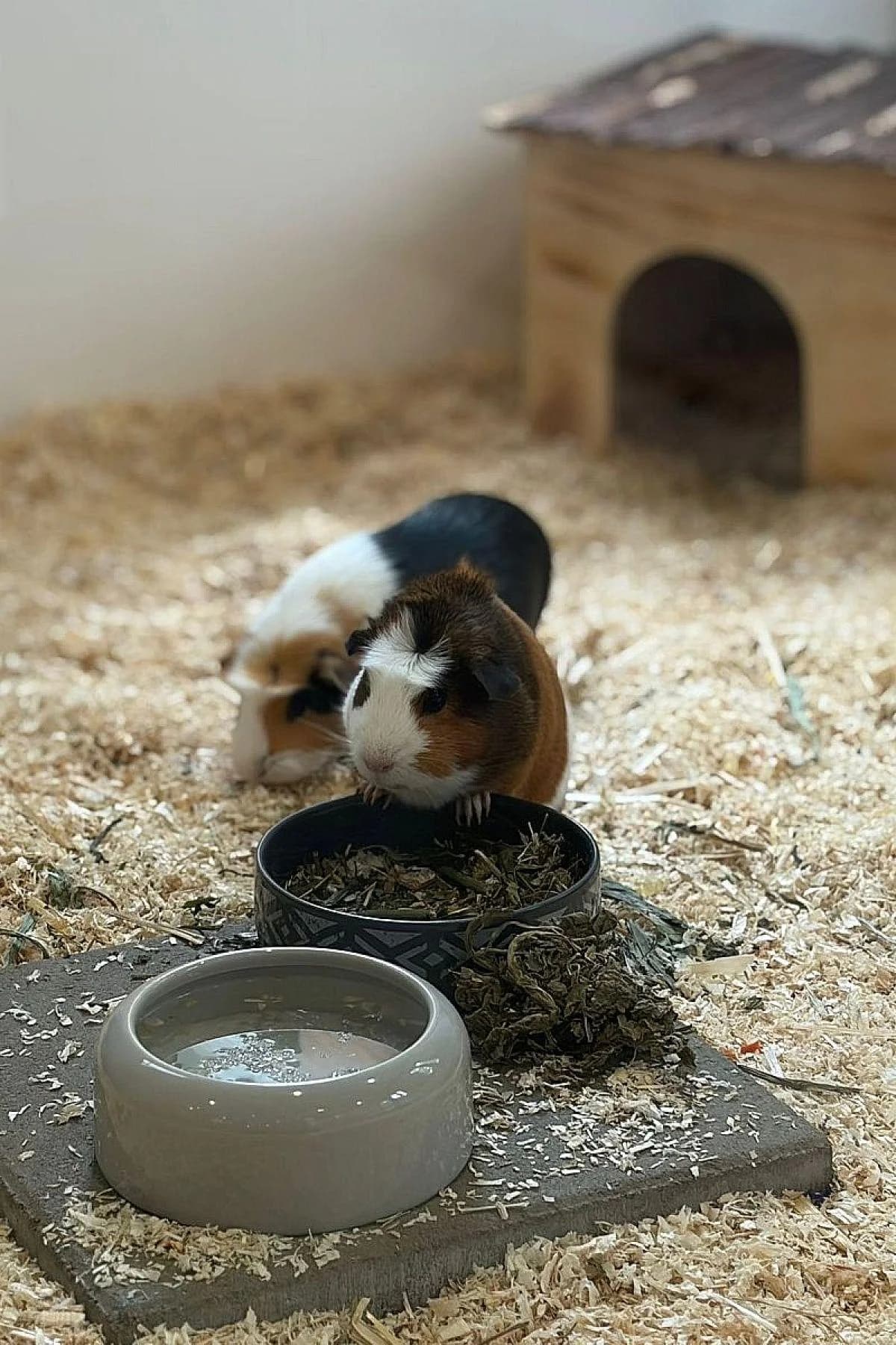 Coco & Jojo, tricolor male young mixed breed for adoption at Tierheim Bochum, Bochum