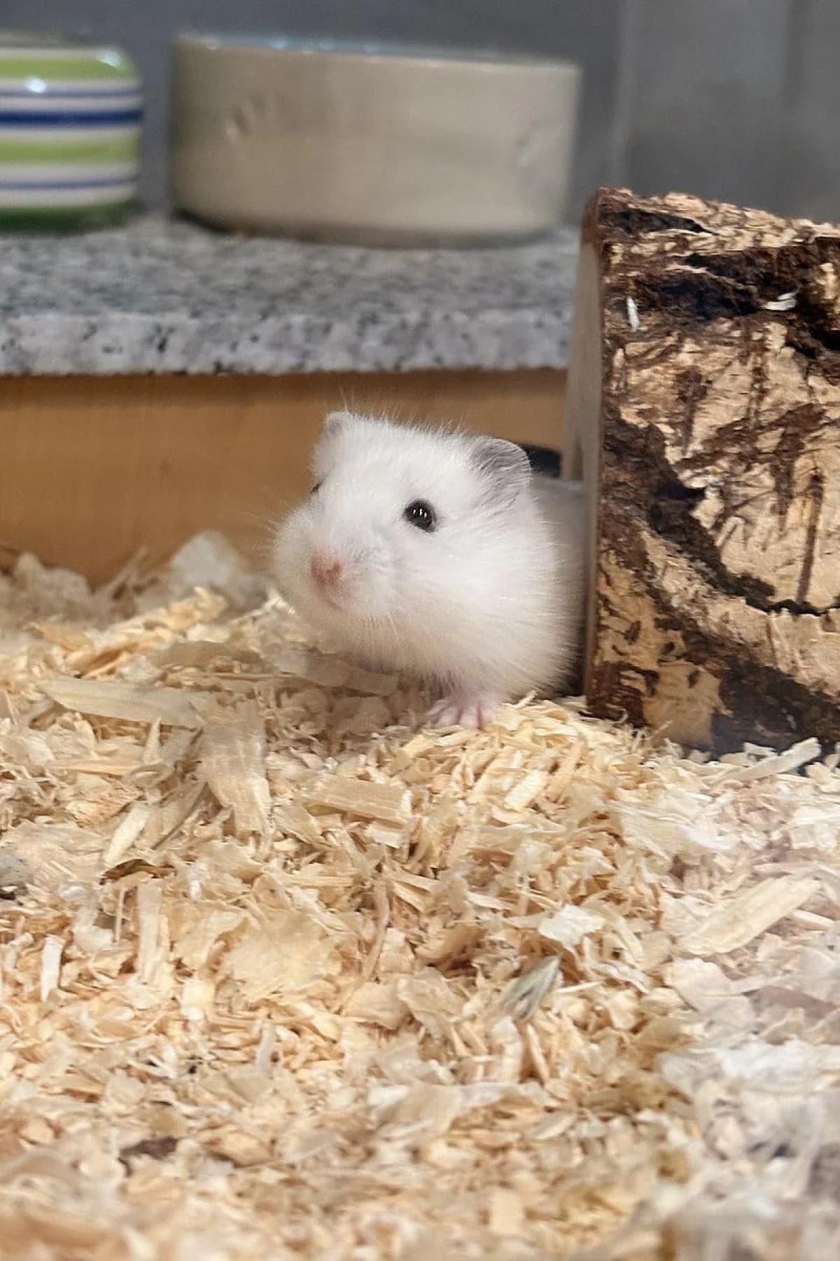 Die Daltons, weiß und braun male puppy mixed breed for adoption at Tierheim Bochum, Bochum