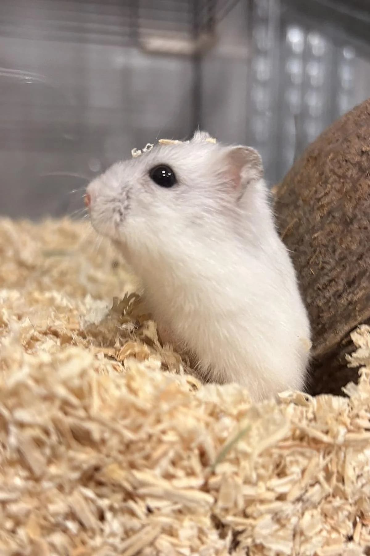 Dschungi, weiß female mixed breed for adoption at Tierheim Bochum, Bochum