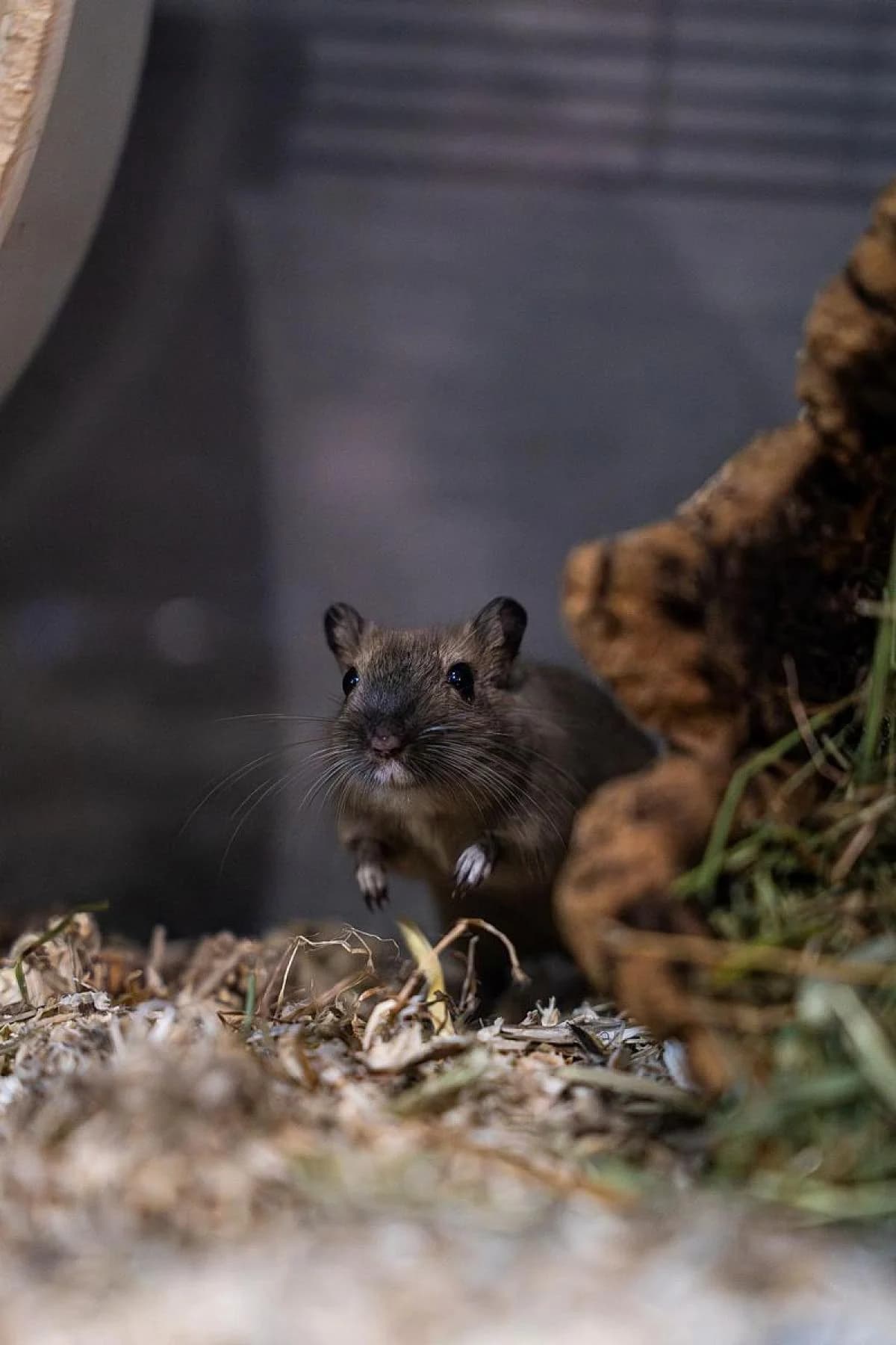 Espreso, braun-schwarz male mixed breed for adoption at Tierheim Bochum, Bochum