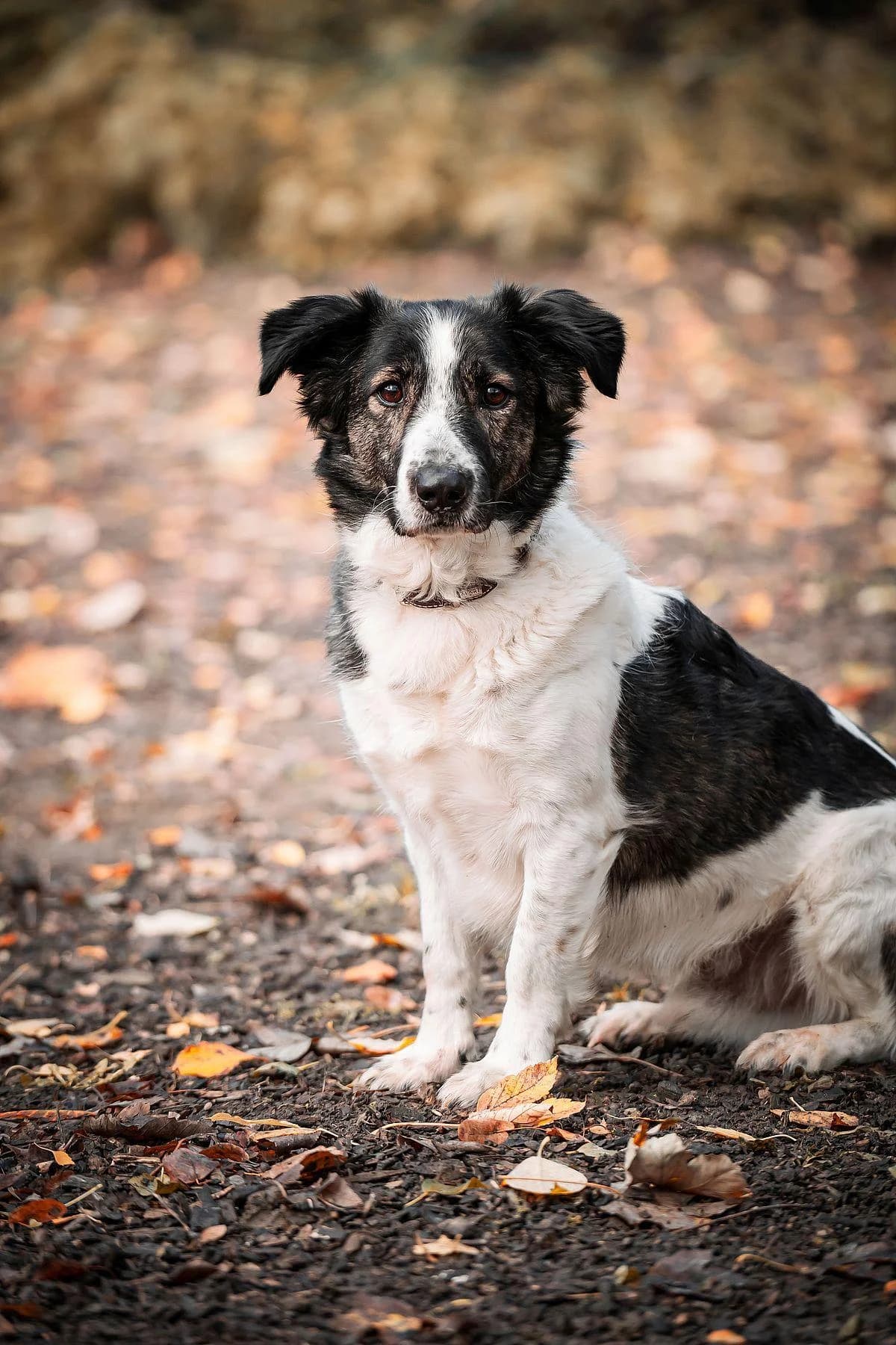 Flint, tricolor male 6yo Mixed Breed for adoption at Tierheim Bochum, Bochum