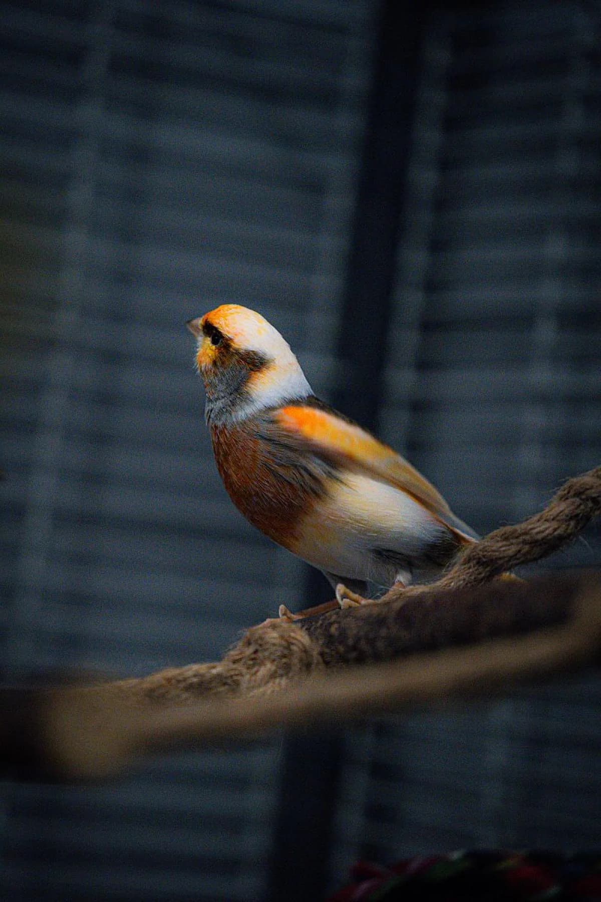 Kanarienvogel, male mixed breed for adoption at Bochum