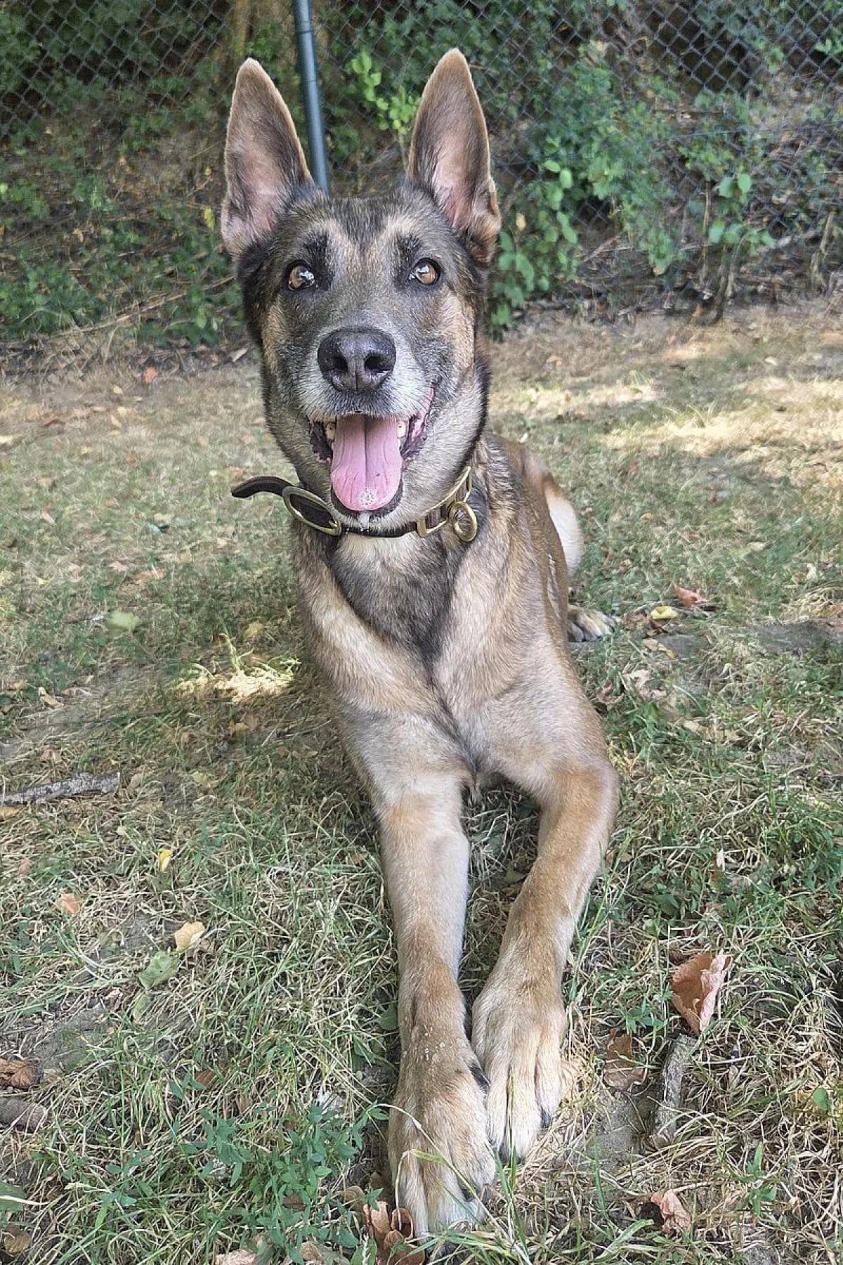 Karla, beige-grau female senior Belgian Malinois for adoption at Tierheim Bochum, Bochum