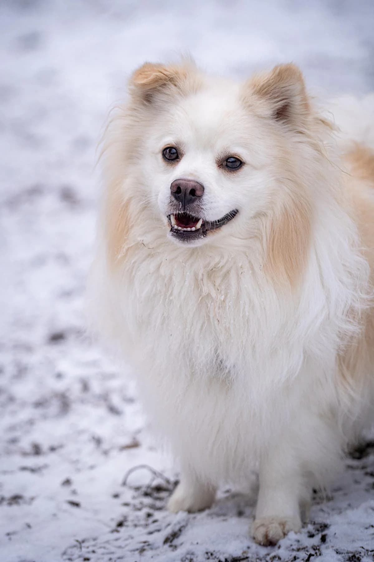 Klein Bruno, beige-weiß male Mixed Breed for adoption at Tierheim Bochum, Bochum