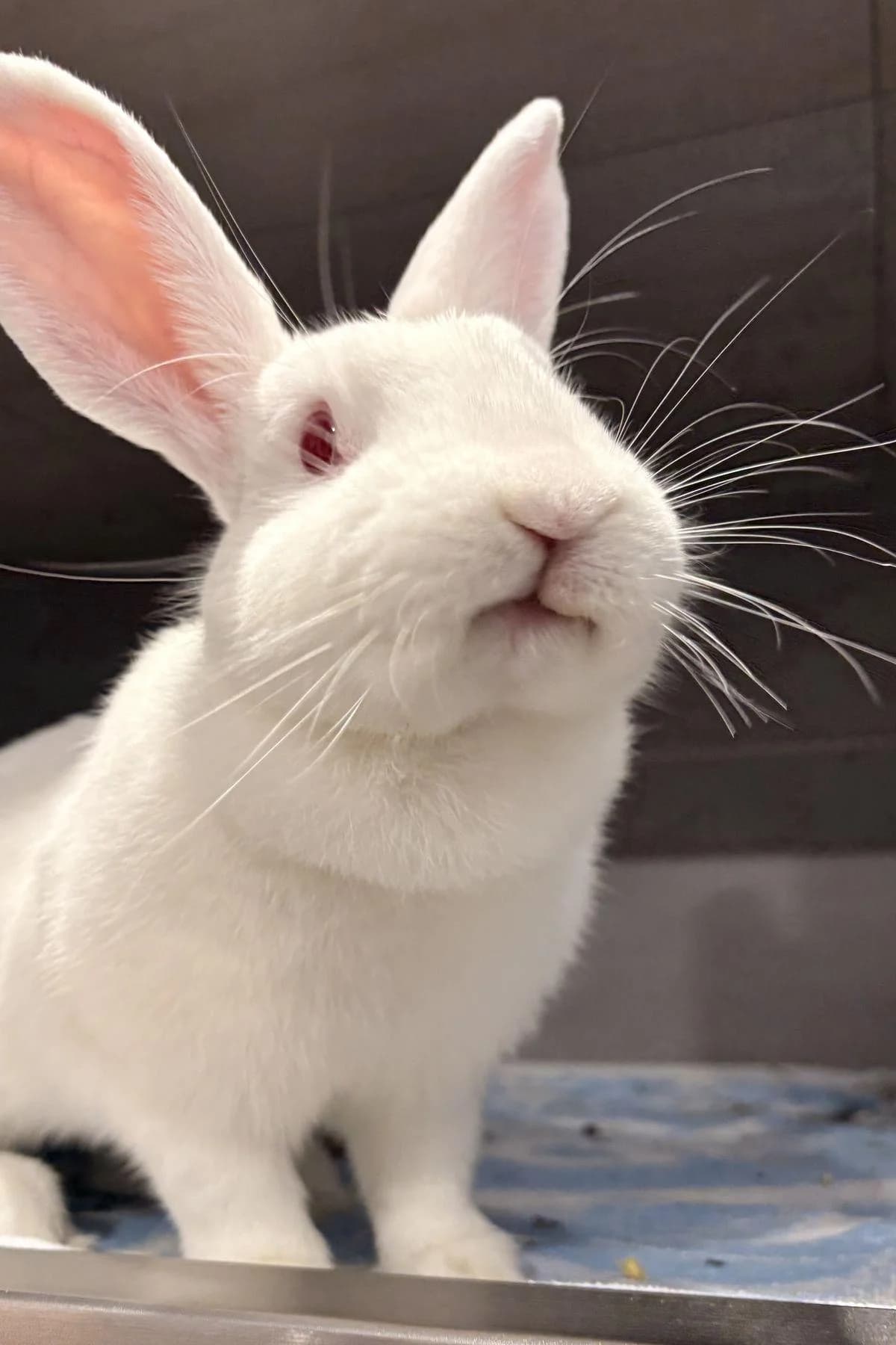 Lena, albino female mixed breed for adoption at Tierheim Bochum, Bochum