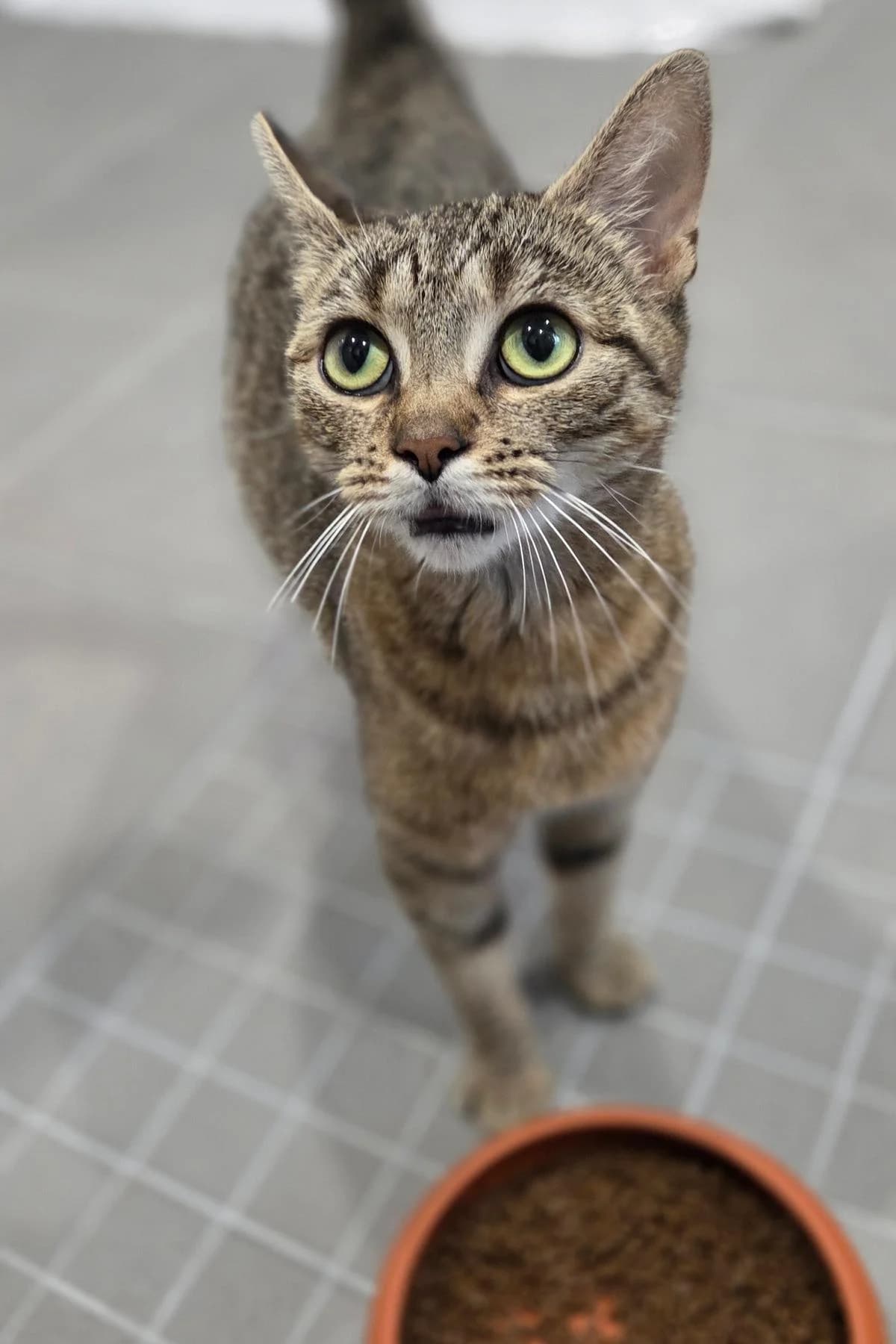 Lima, braun-getigert female young European Shorthair for adoption at Tierheim Bochum, Bochum