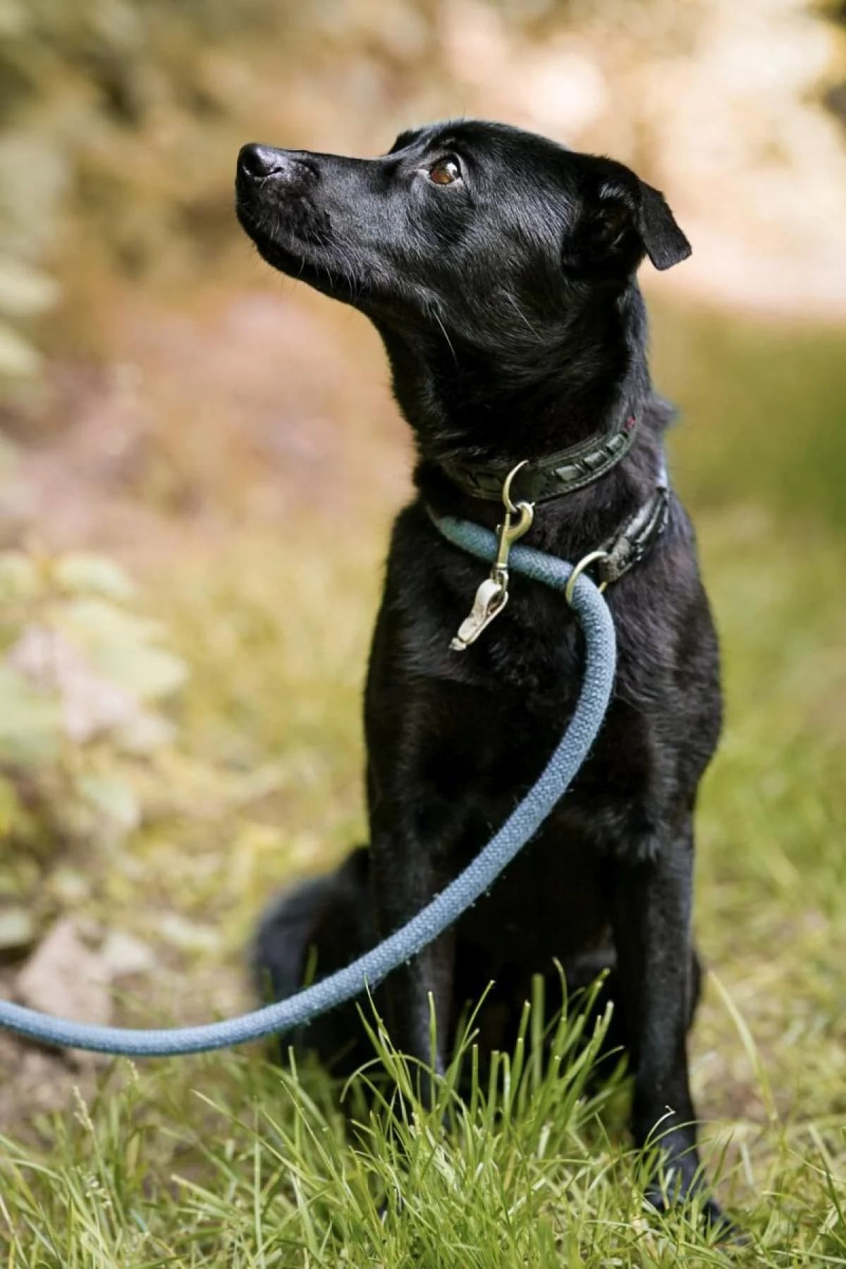 Lino, schwarz male Mixed Breed for adoption at Tierheim Bochum, Bochum