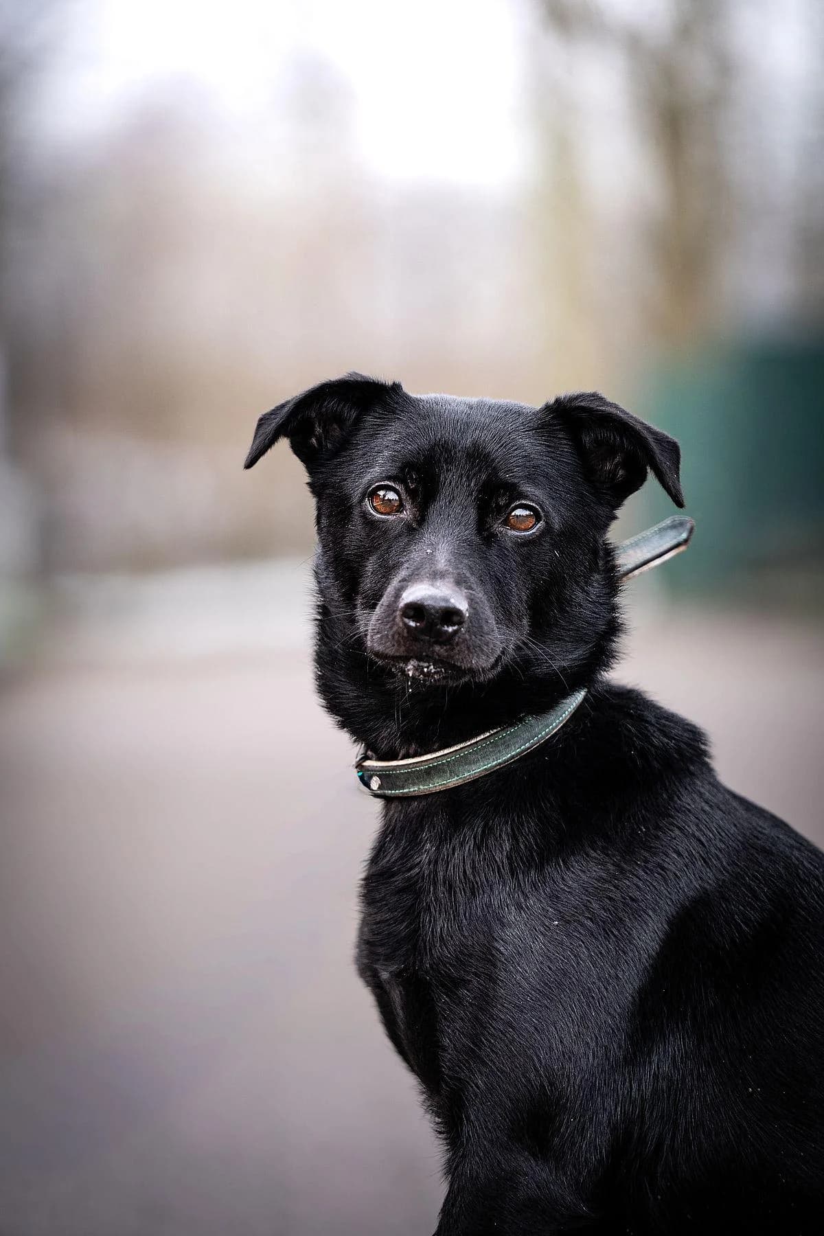 Lino, schwarz male 4yo Mixed Breed for adoption at Tierheim Bochum, Bochum