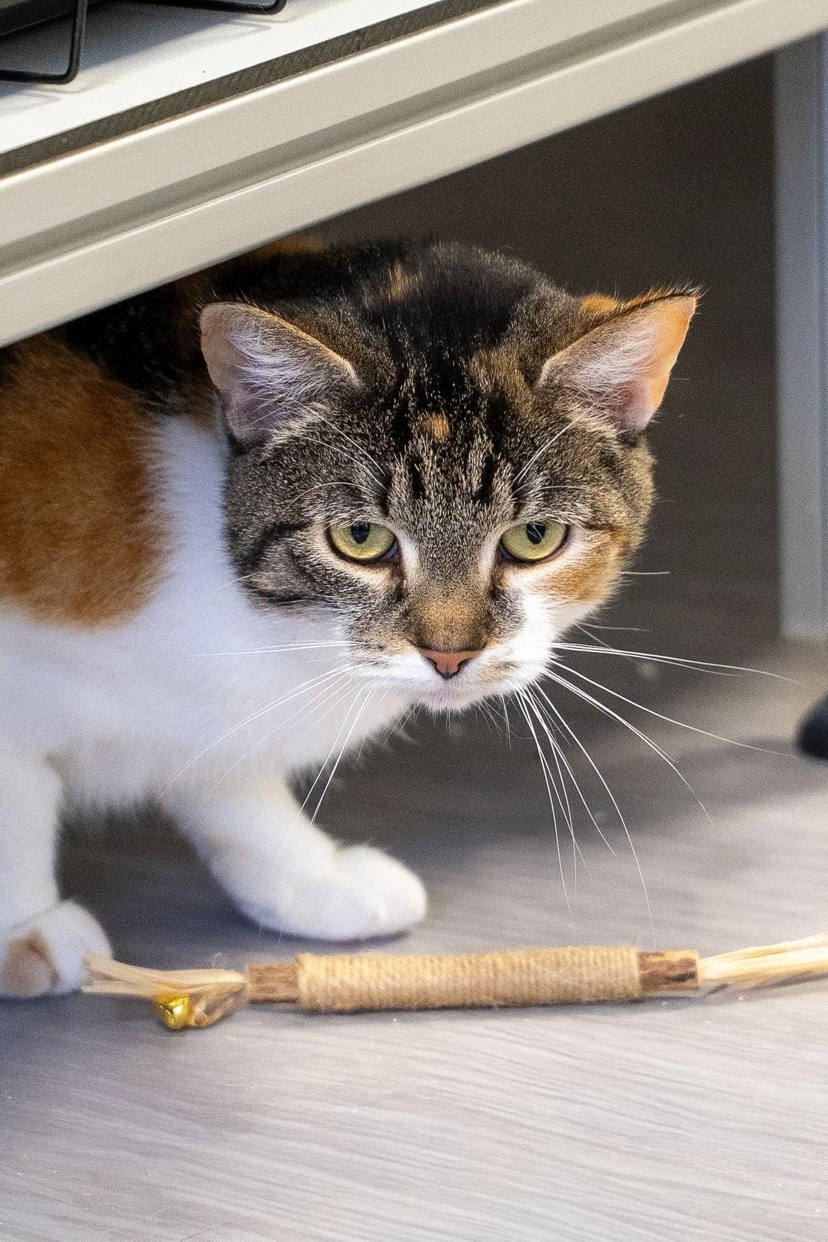 Mimi, tricolor female young European Shorthair for adoption at Tierheim Bochum, Bochum
