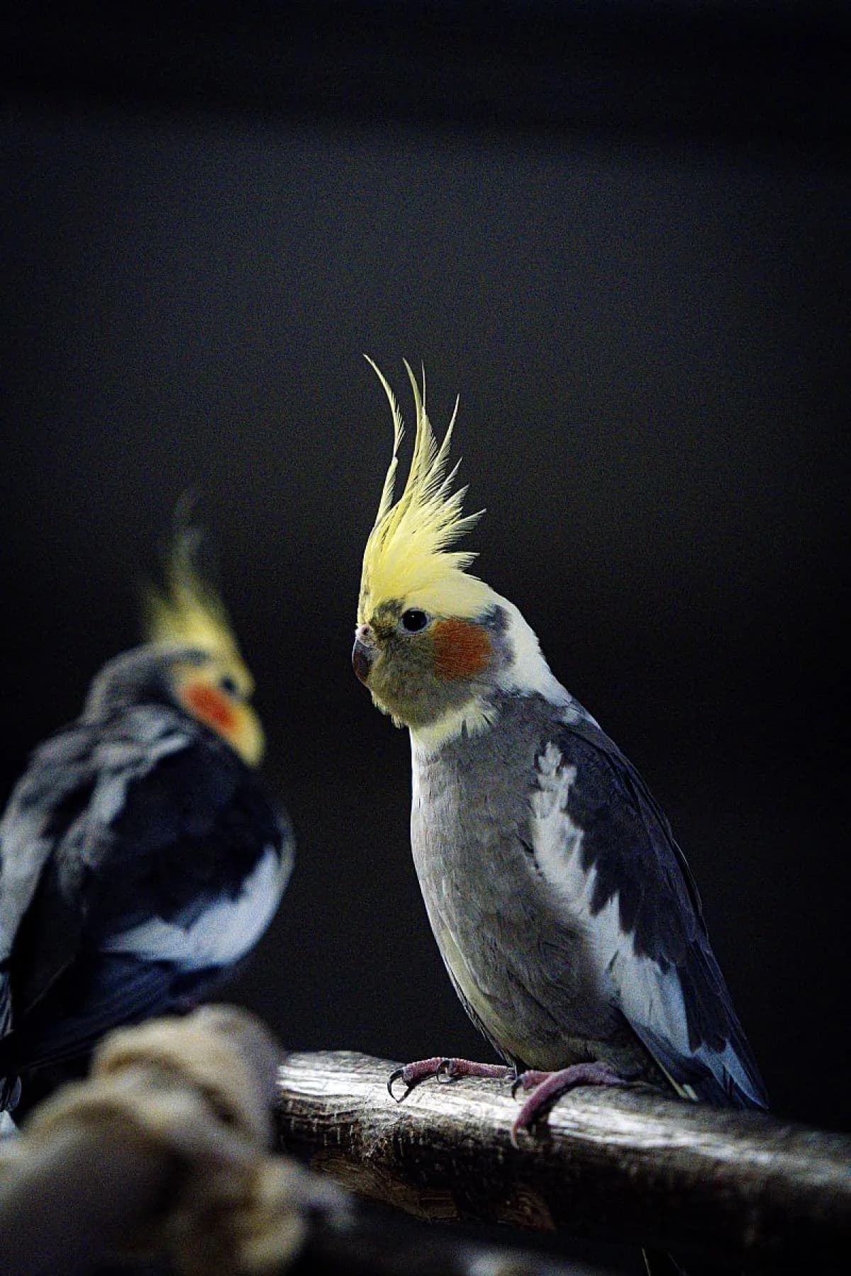 Nymphensittiche, unterschiedlich male mixed breed for adoption at Tierheim Bochum, Bochum