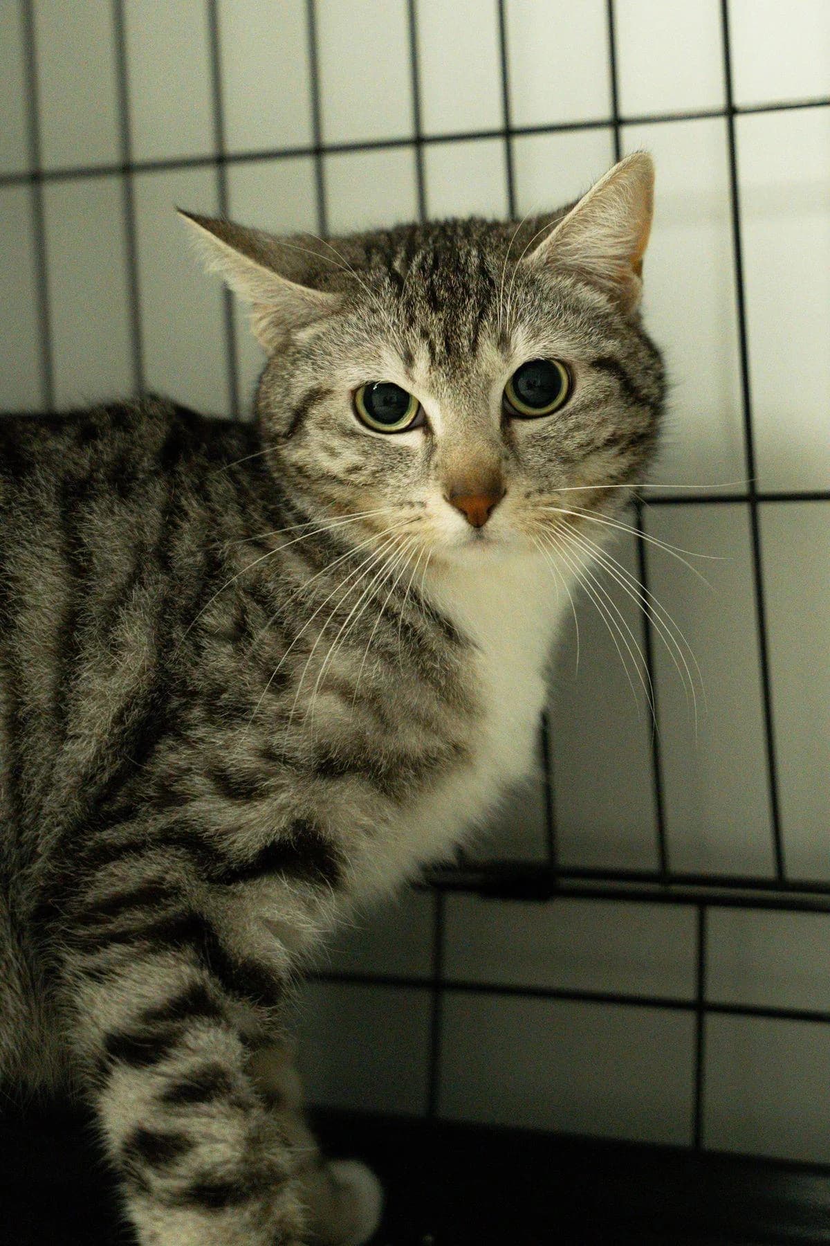 Olga, grau-getigert female 3yo British Shorthair for adoption at Tierheim Bochum, Bochum