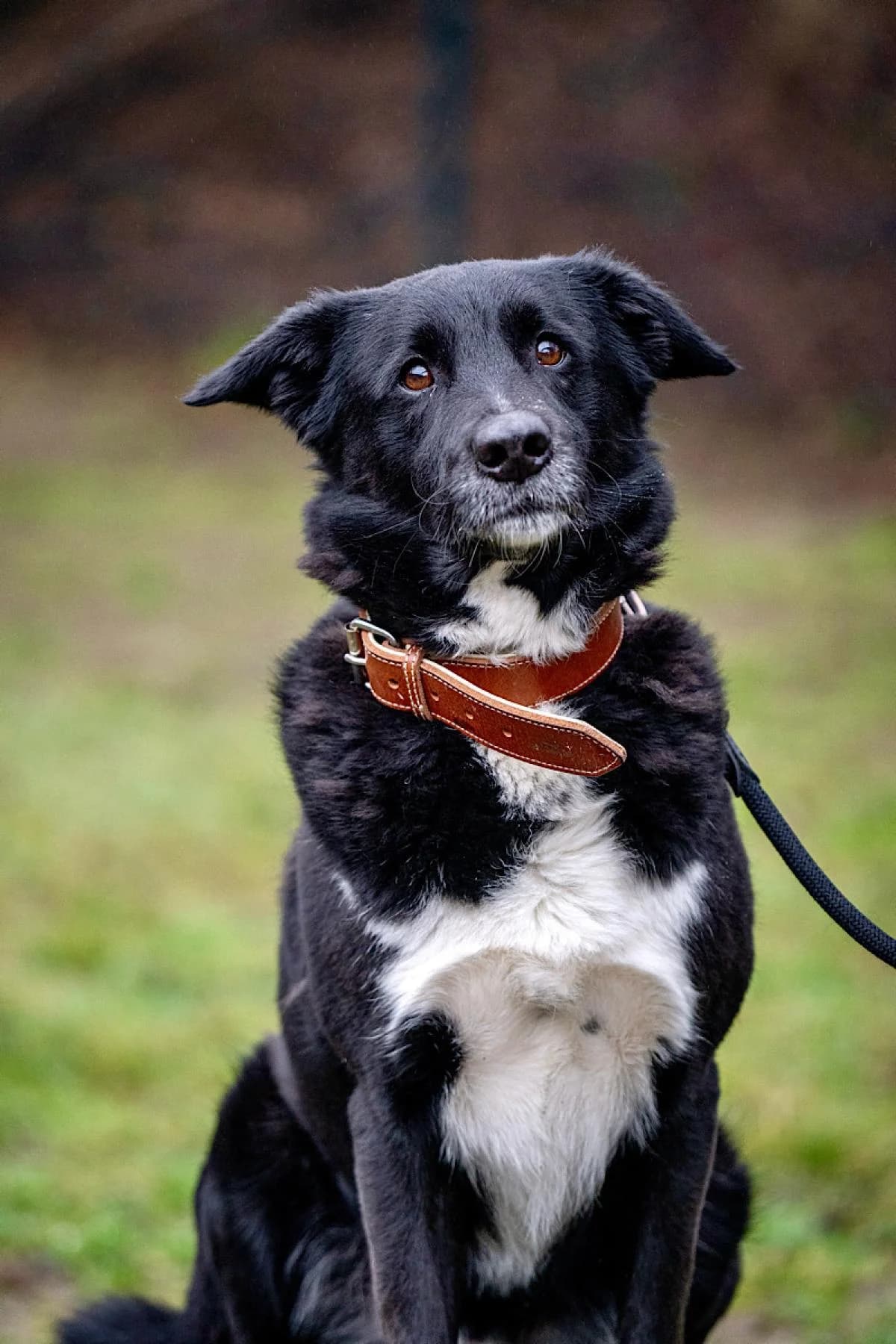 Paul, schwarz-weiß male 6yo Border Collie for adoption at Tierheim Bochum, Bochum