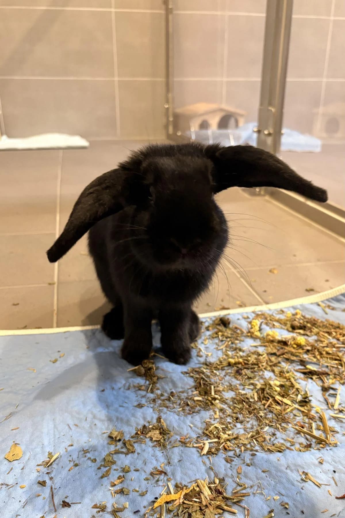 Pepper, schwarz male mixed breed for adoption at Tierheim Bochum, Bochum